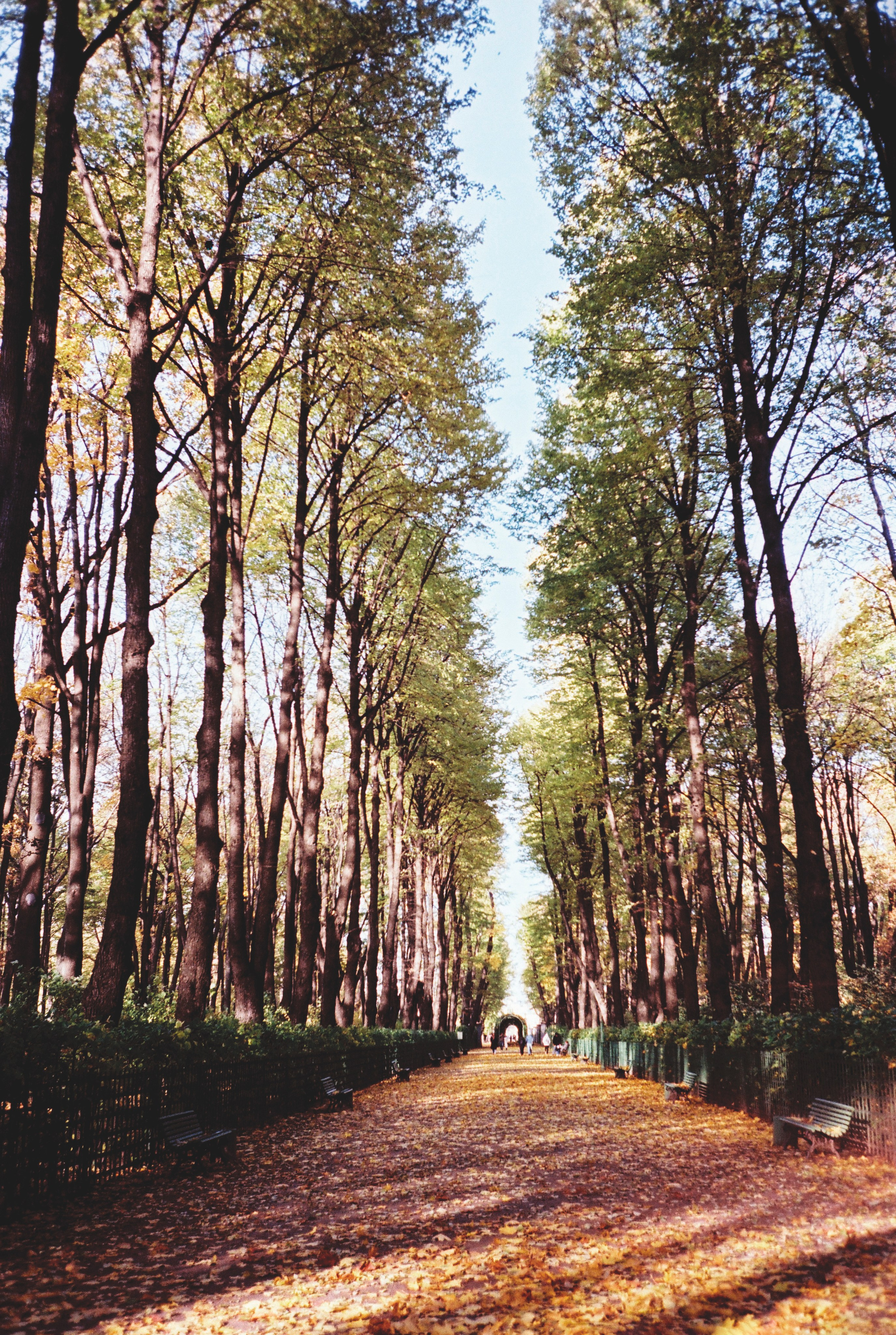 Фотографии цветные. Свадебный и семейный пленочный фотограф в Петербурге Истомина Ирина