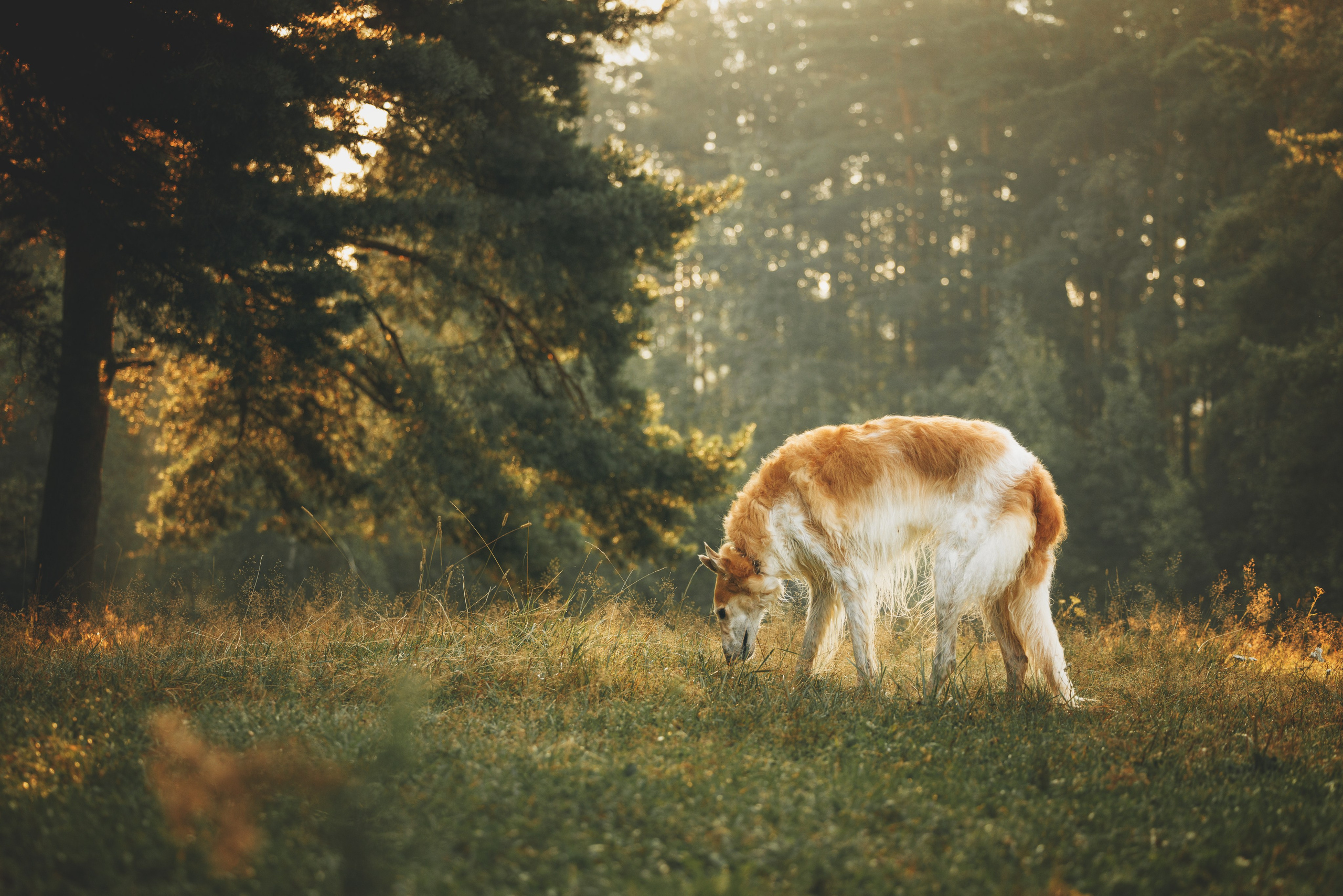 Сергей, Оксана и Жара. Фотограф анималист Осипчикова Мария