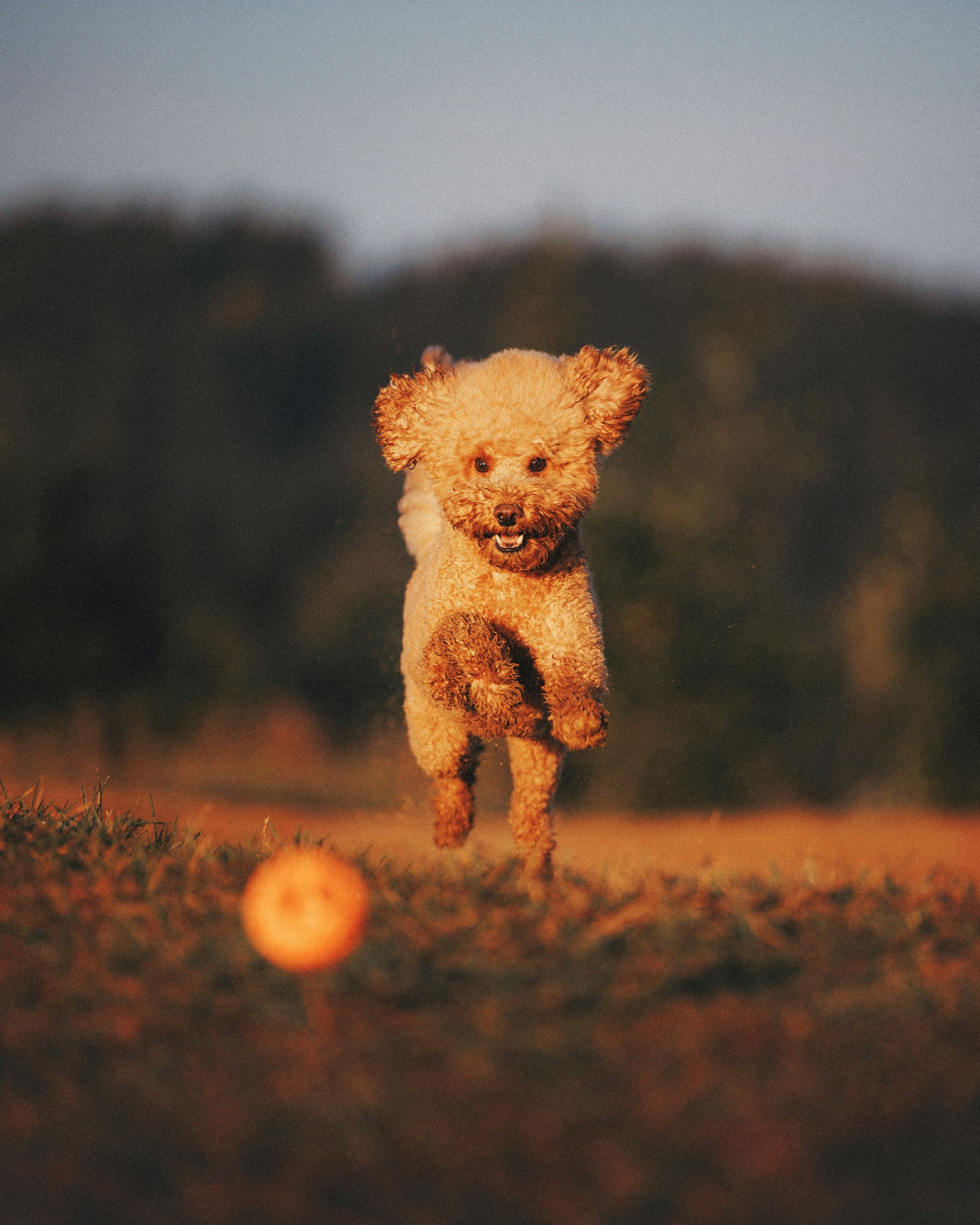 Юля, Кир и Цера. Фотограф анималист Осипчикова Мария