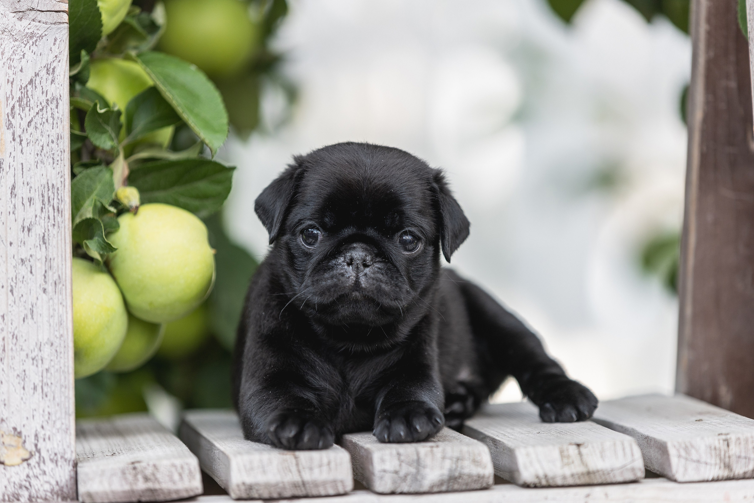 Собаки и не только. Фотограф Алена Звездина