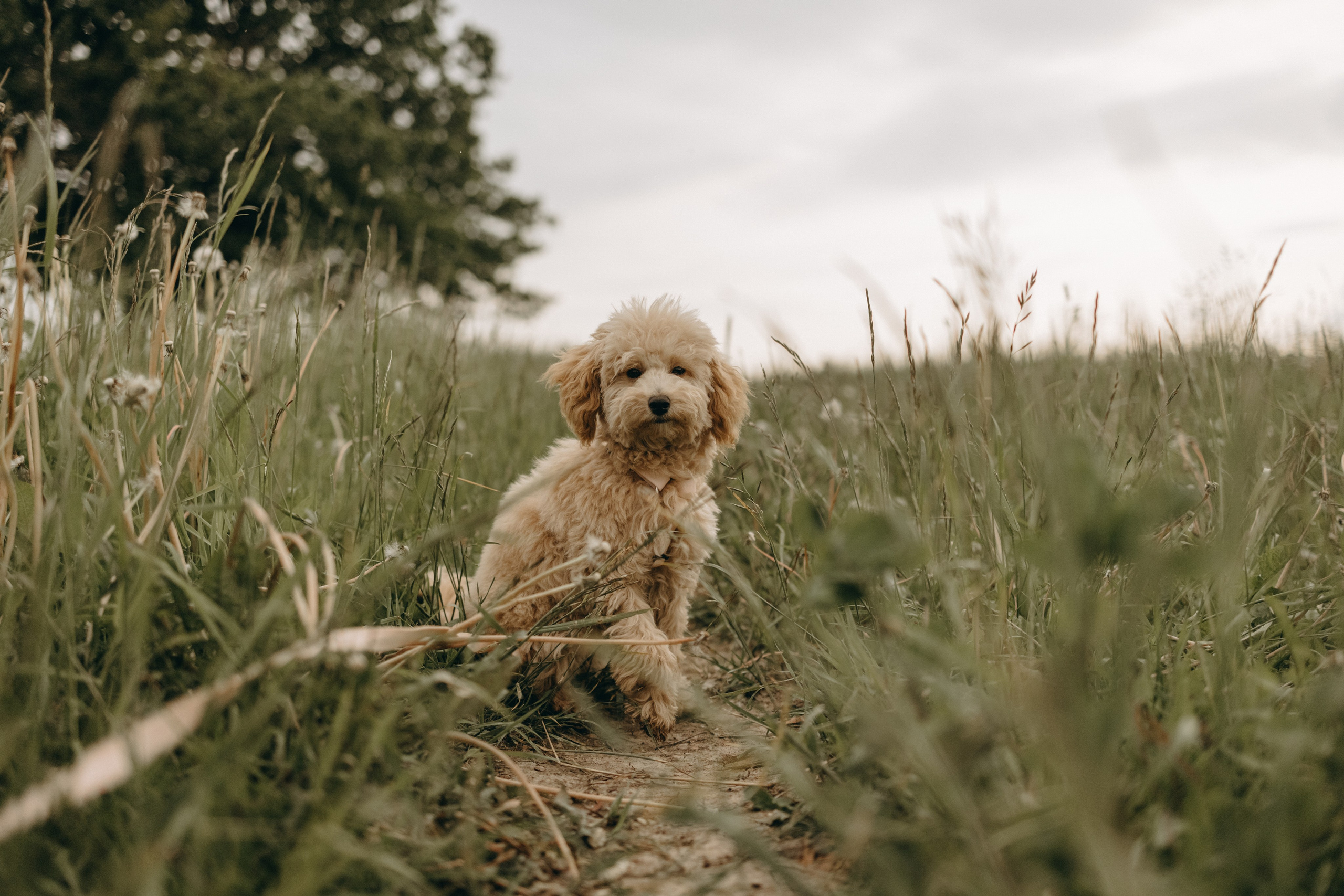 Мия и ее семья. Фотограф — Анималист | Санкт-Петербург