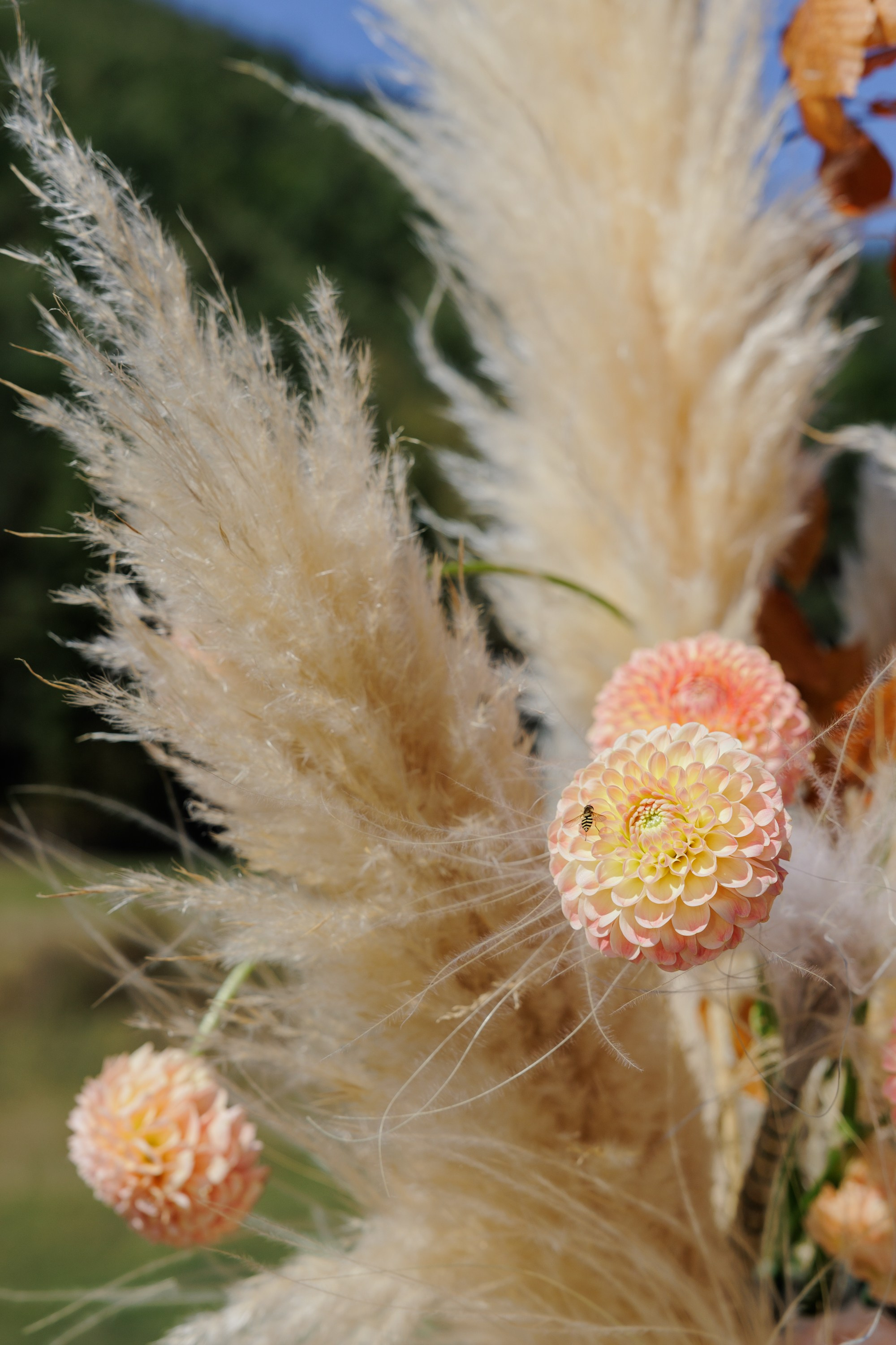 Дмитрий и Алёна. Свадебный фотограф