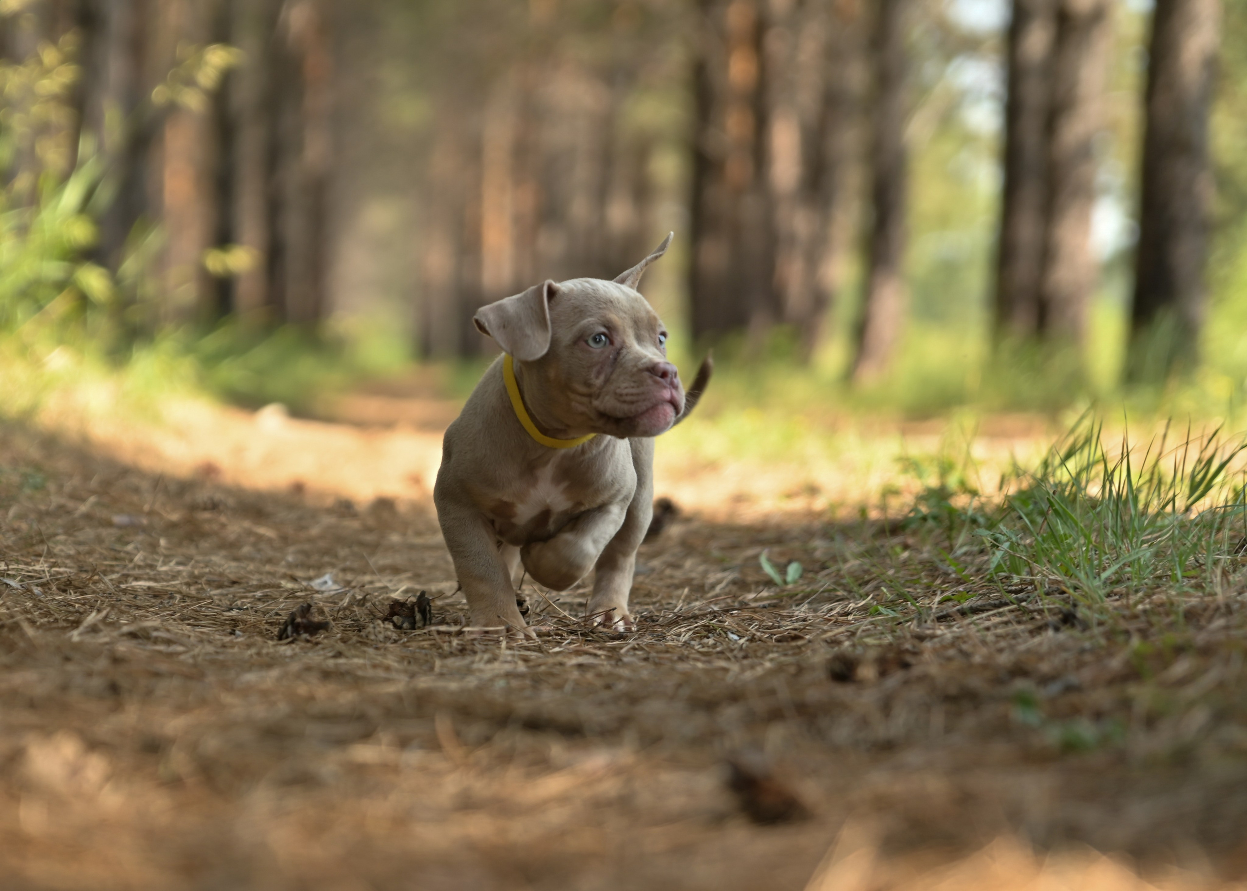 Свободные щенки Американский Булли в Иркутске. Питомник собак Иркутск