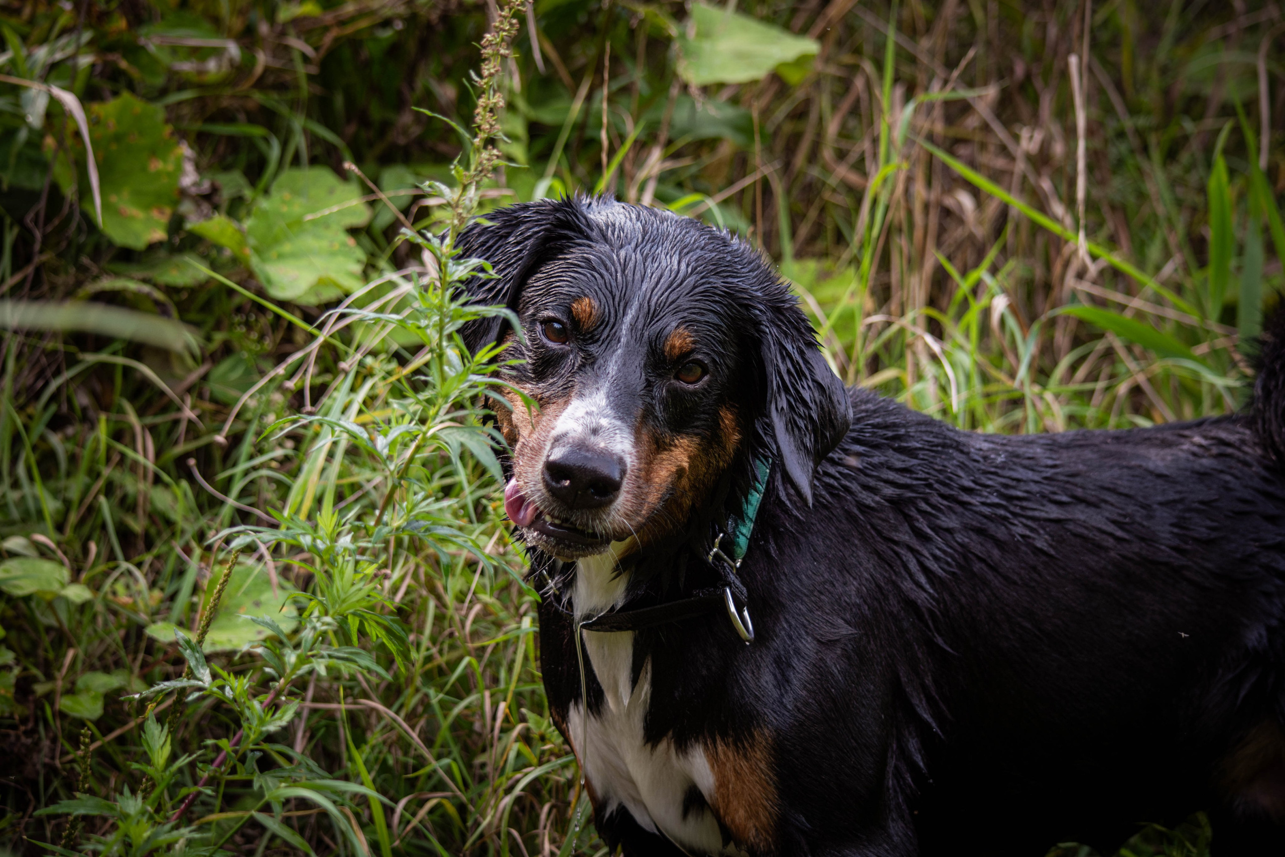 Микки и Юля. Фотограф Светлана Блинова, Москва и Московская область