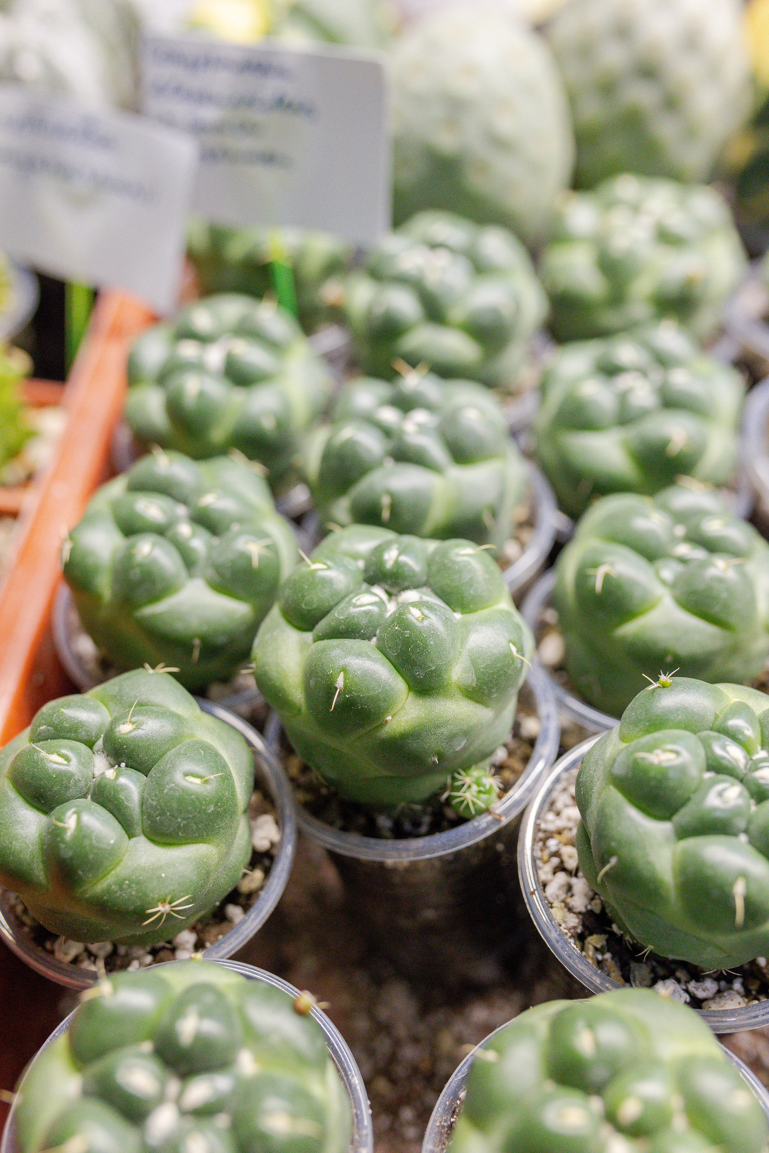 Орхидиум 12.2025. Александра Куликова фотограф, Москва