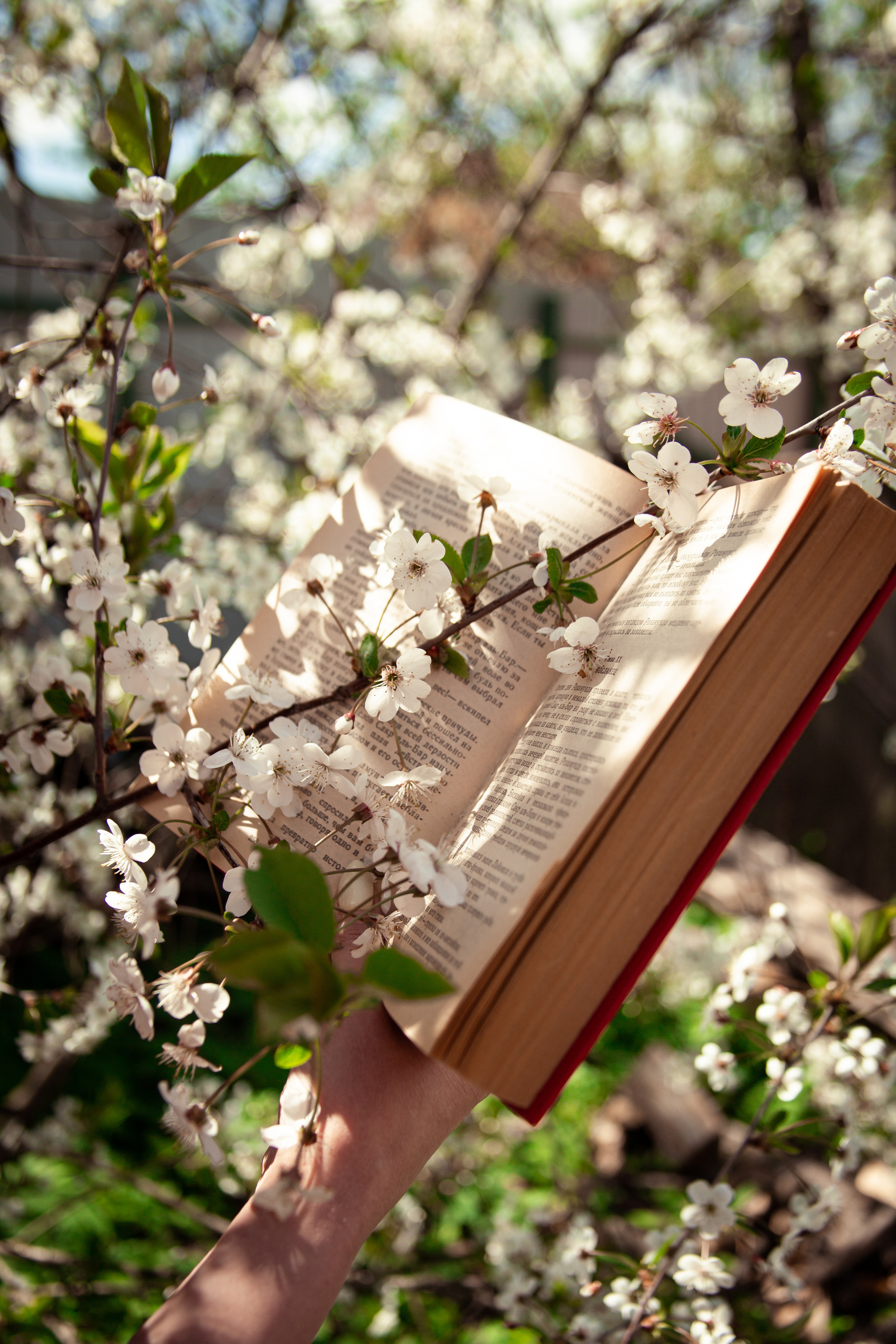 Цветение. Фотограф/Контент-фотограф в Гусь-Хрустальном Валентина Ванюхина