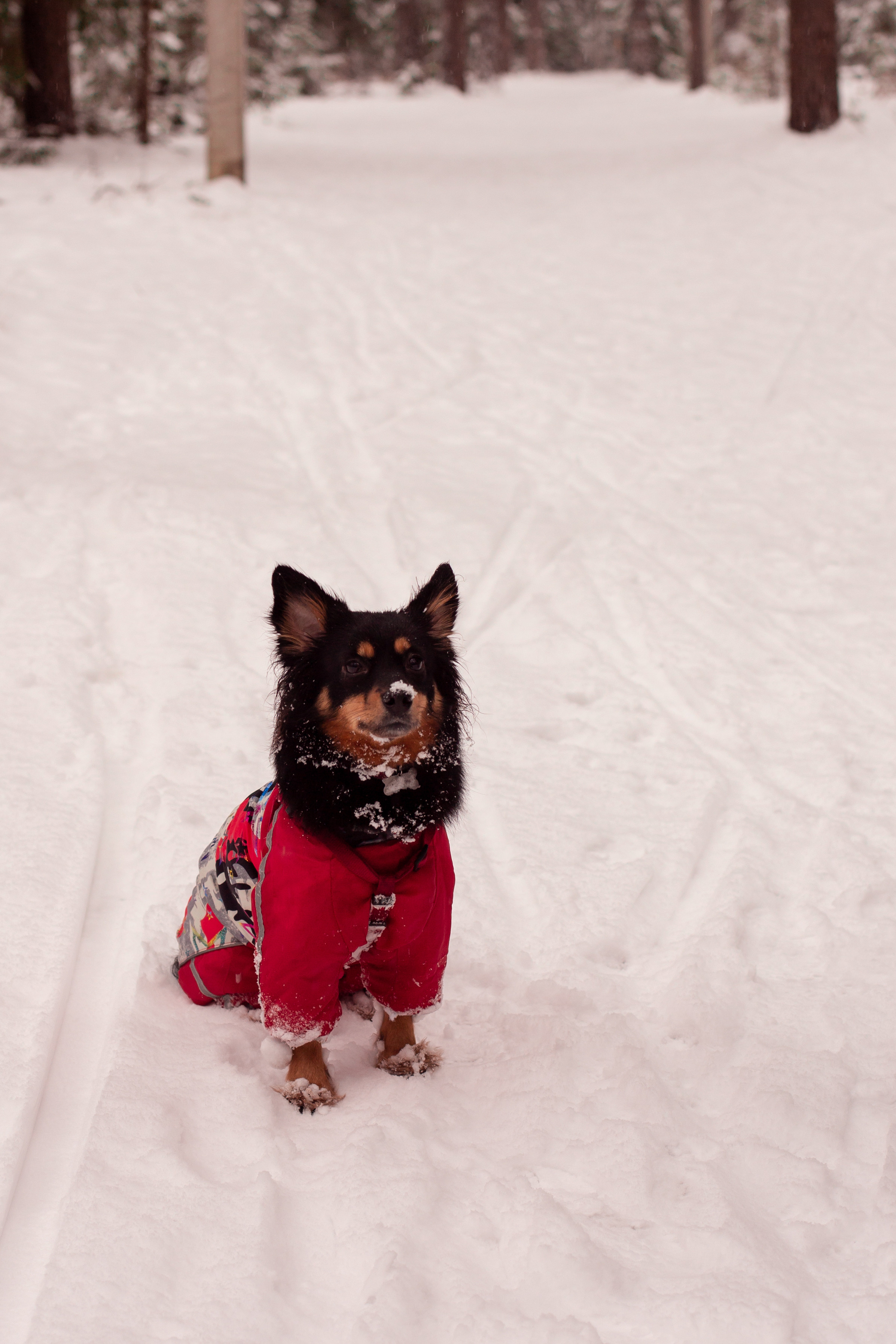 Валерий и Ангелина. Фотограф/Контент-фотограф в Гусь-Хрустальном Валентина Ванюхина