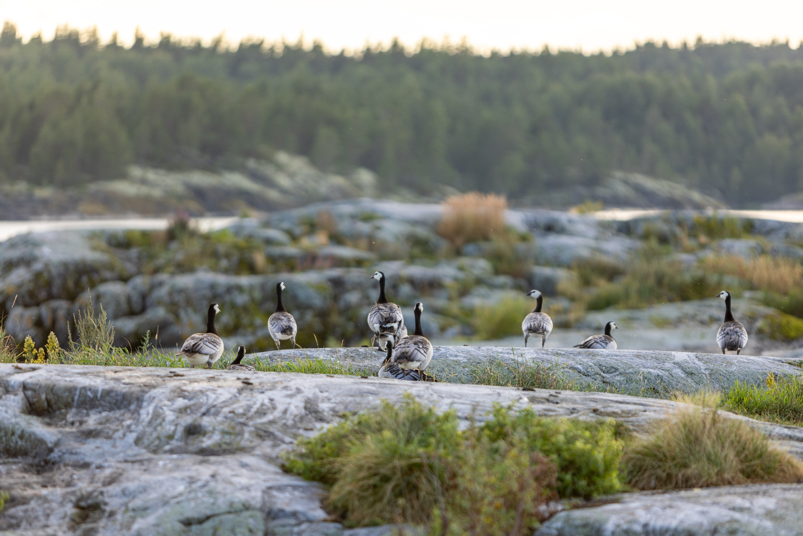 Ладога. Автомобильная фотография в Санкт-Петербурге