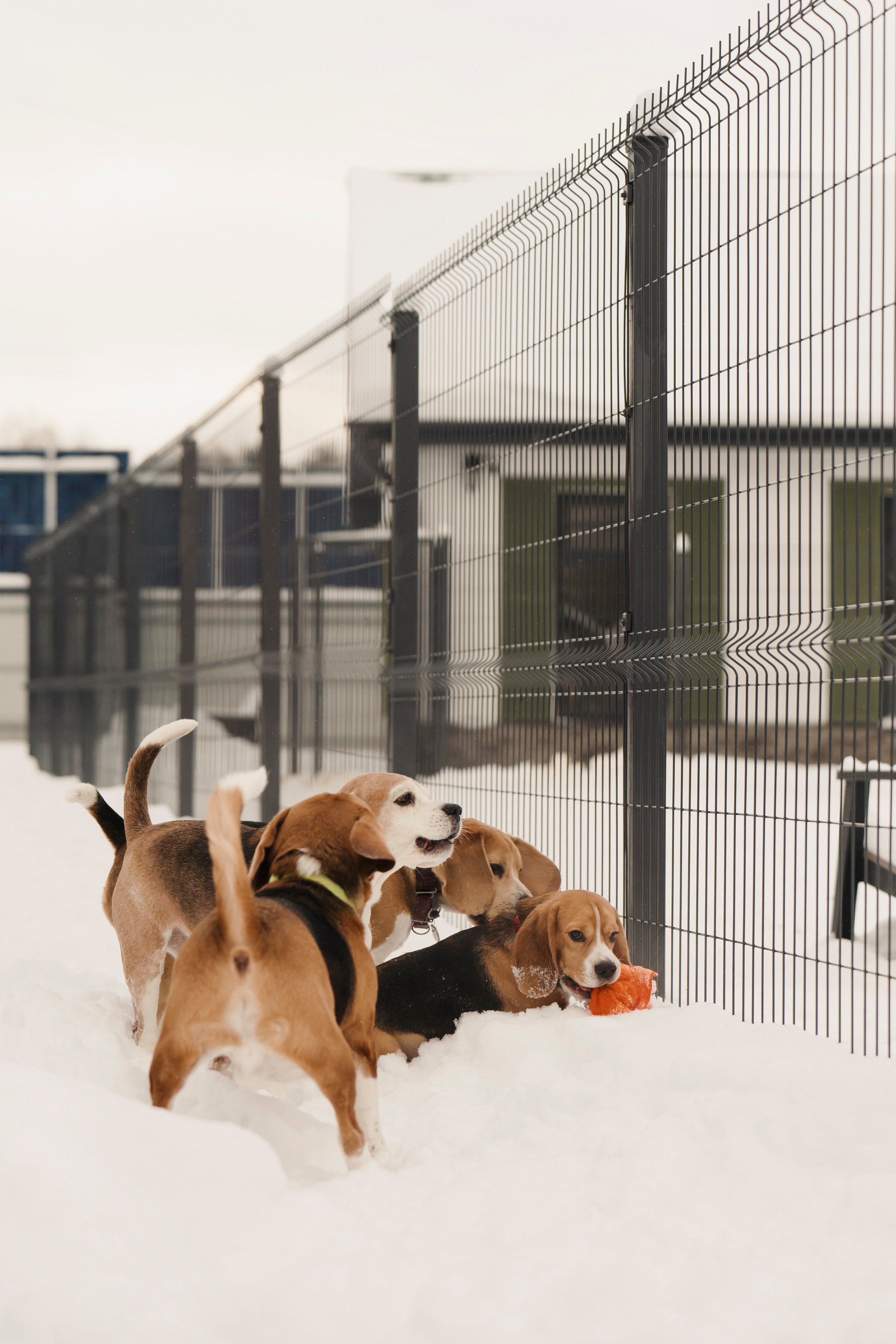 Зоогостиница Мишка. Фотограф- анималист Александра Матвеева