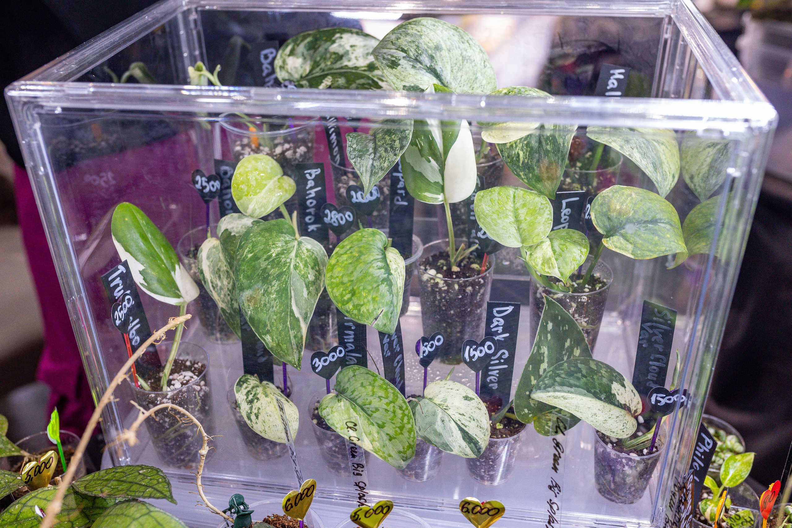 Монстериум апрель 2025. Александра Куликова фотограф, Москва