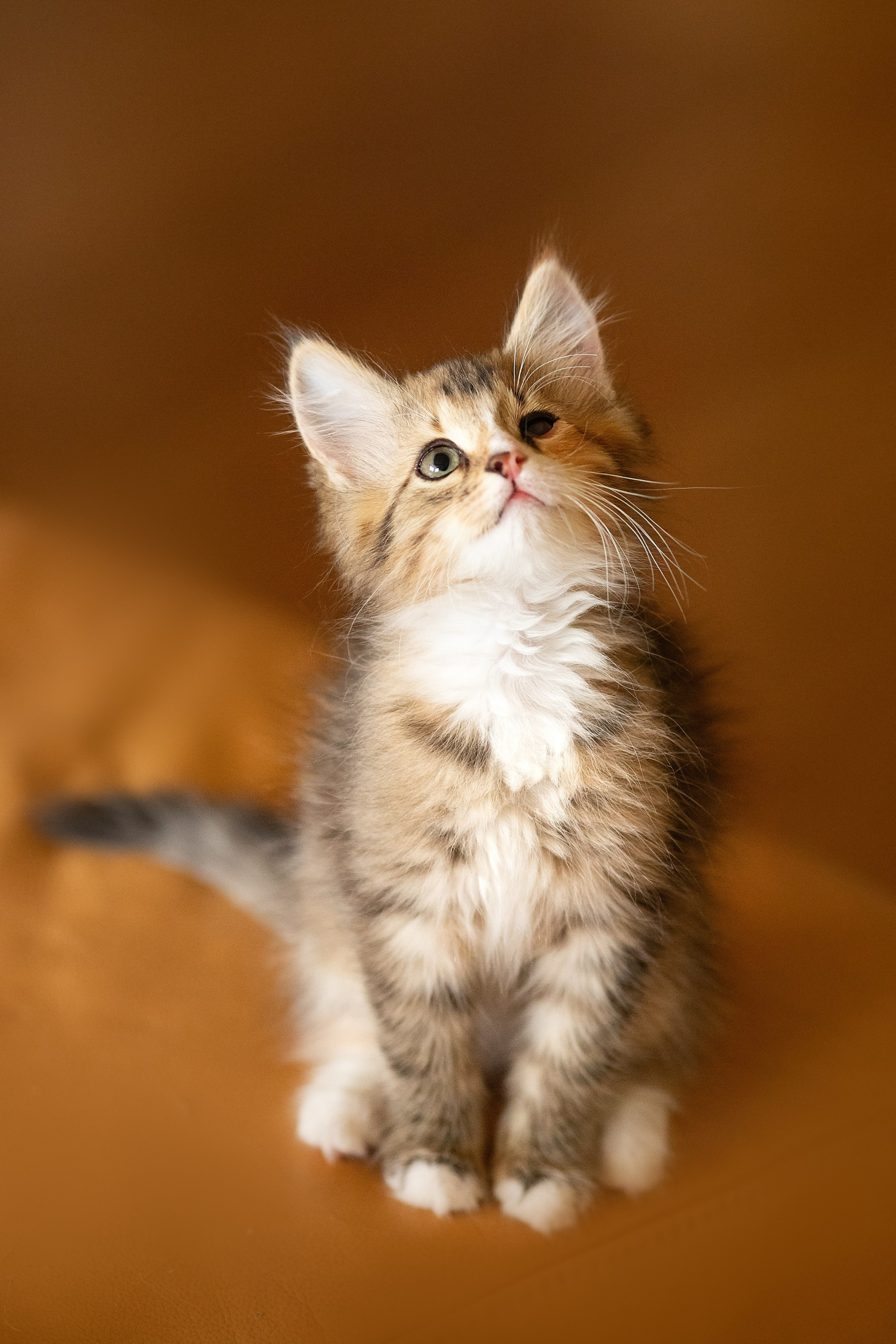 Котята в добрые руки. Арт фотограф в Минске Анастасия Корбут