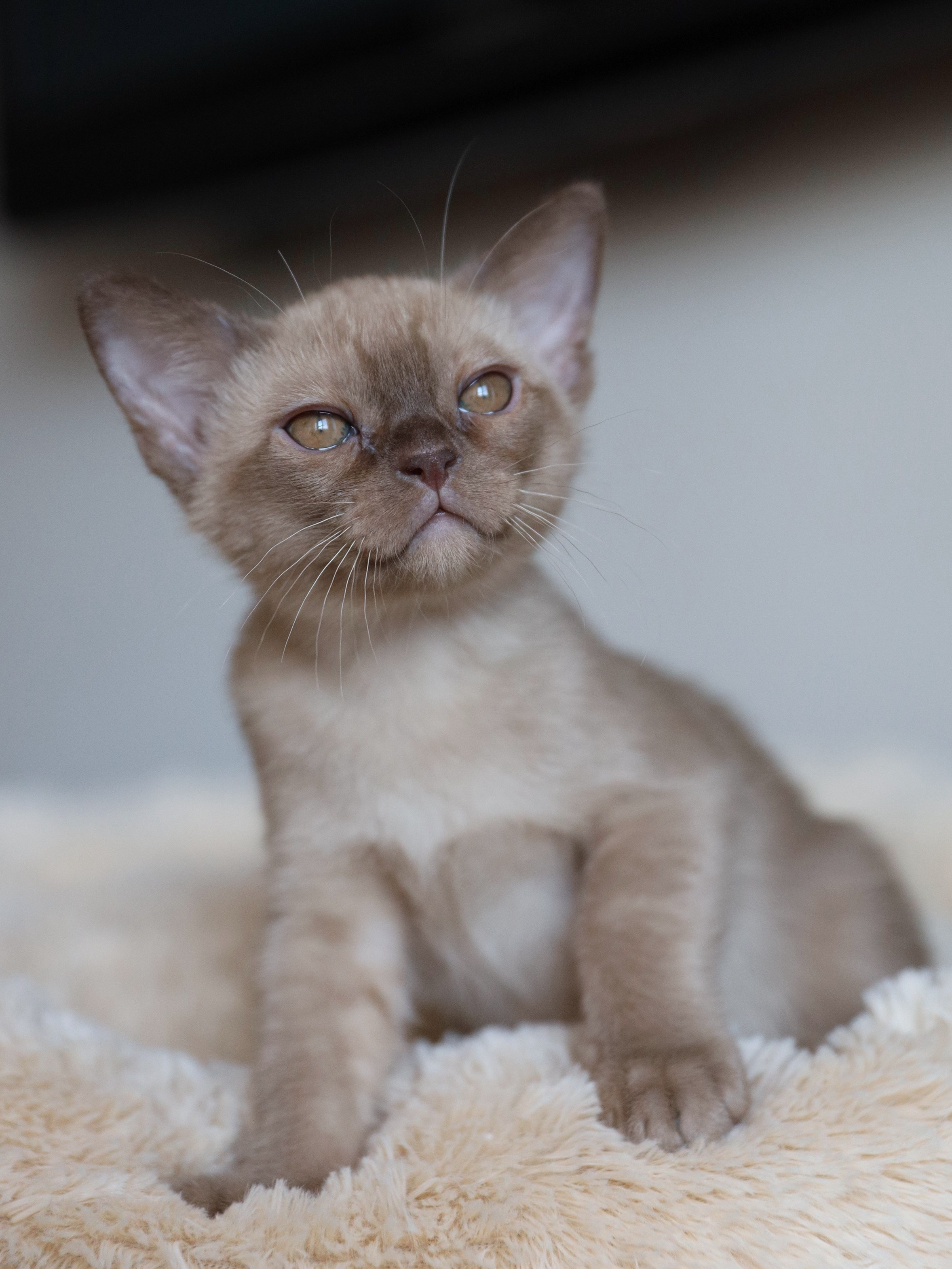 Casper. Cattery “Bouncy Life”
