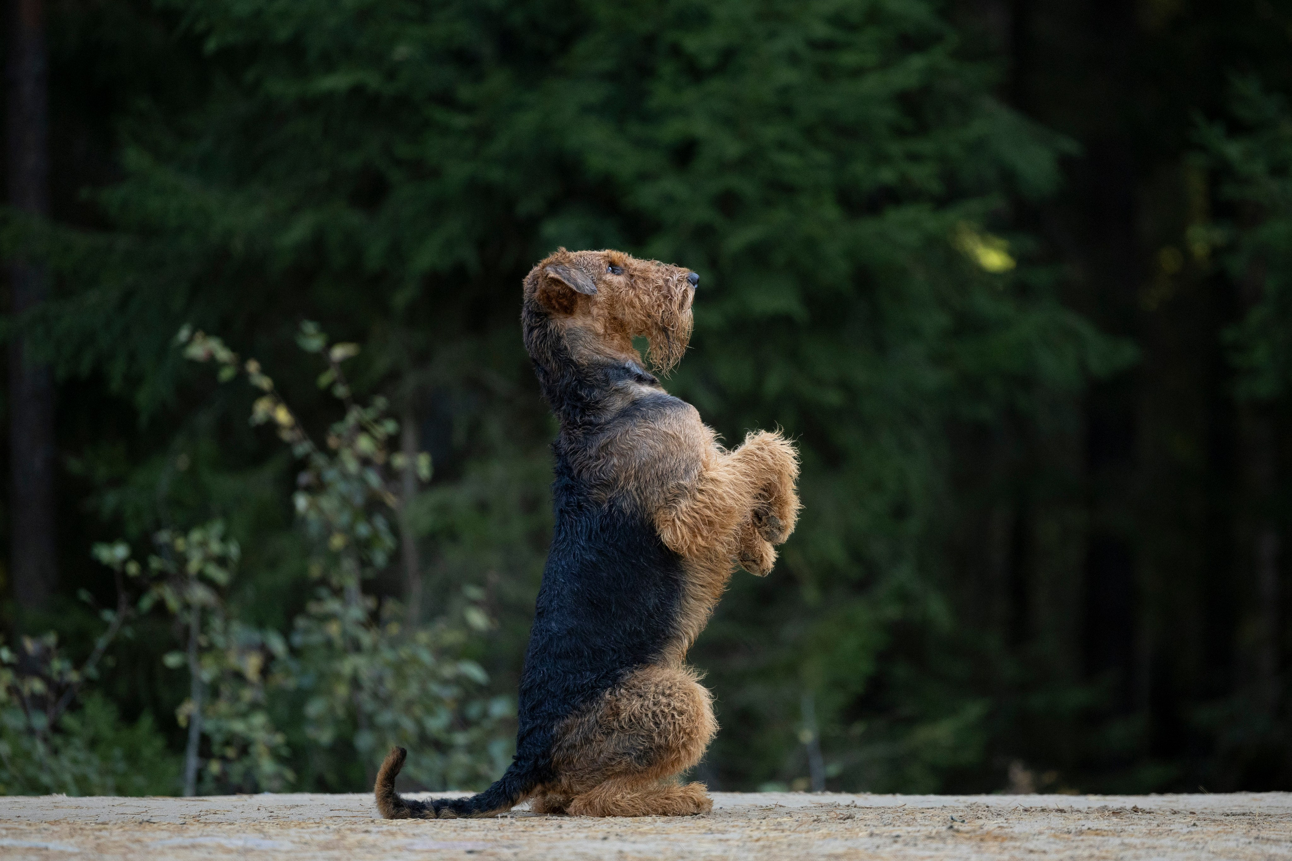 Харди. Фотограф-анималист Анна Маринич