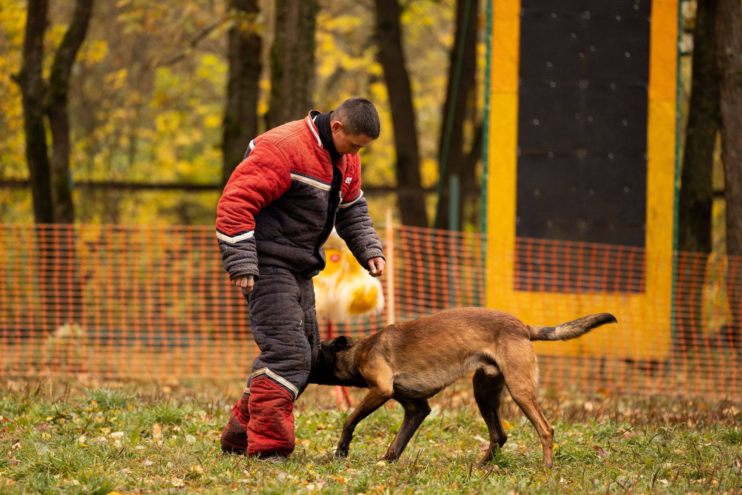 Соревнования по Мондьорингу г. Вологда. Фотограф-анималист Анна Маринич