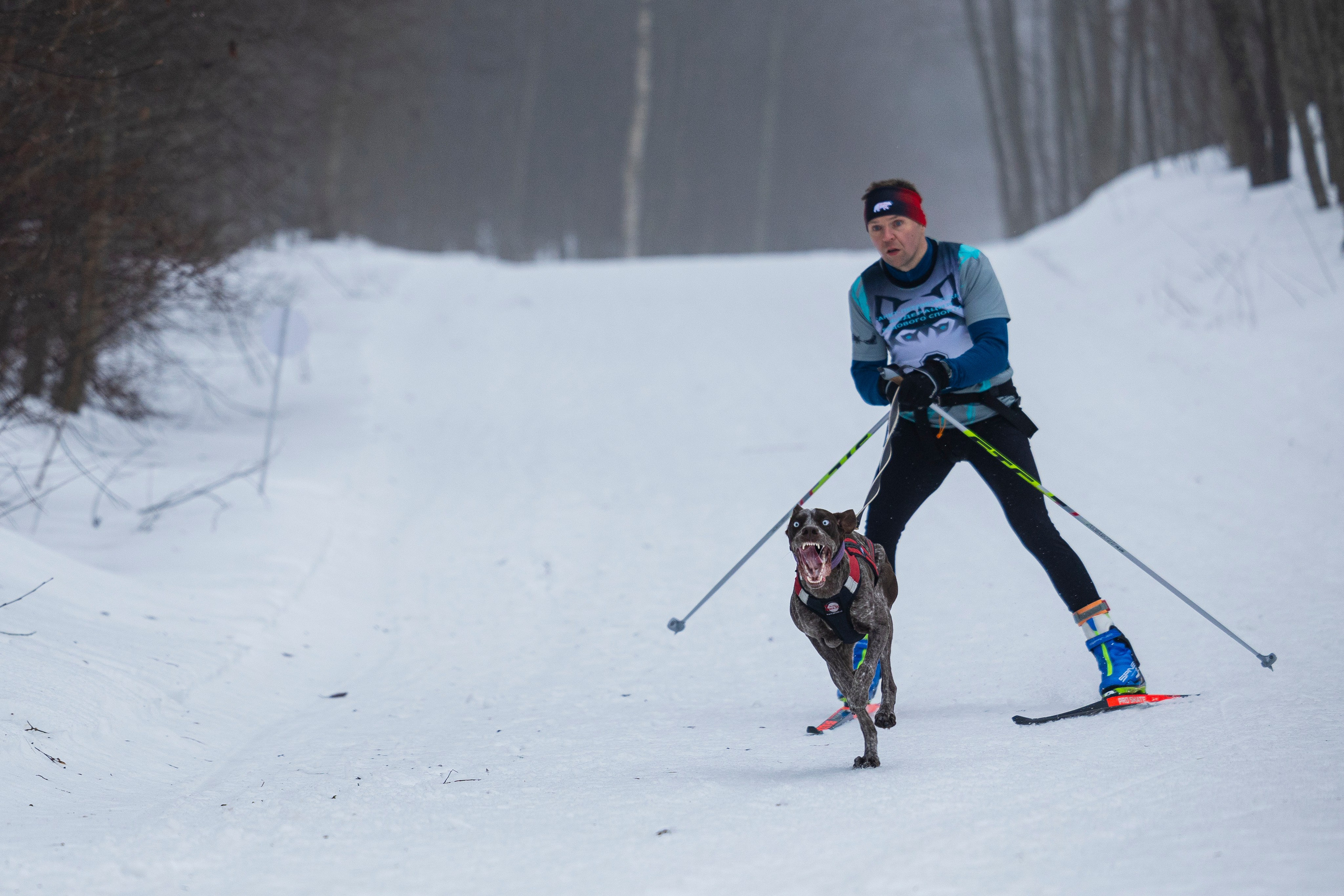 Зимний Чемпионат Санкт-Петербурга по ездовому спорту. Фотограф-анималист Анна Маринич