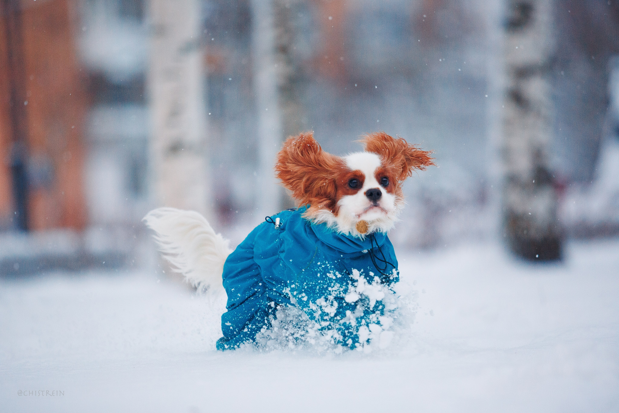Внезапно апрельская зима. Фотограф-анималист Наталия Чистюхина в г. Сосновый Бор и ЛО