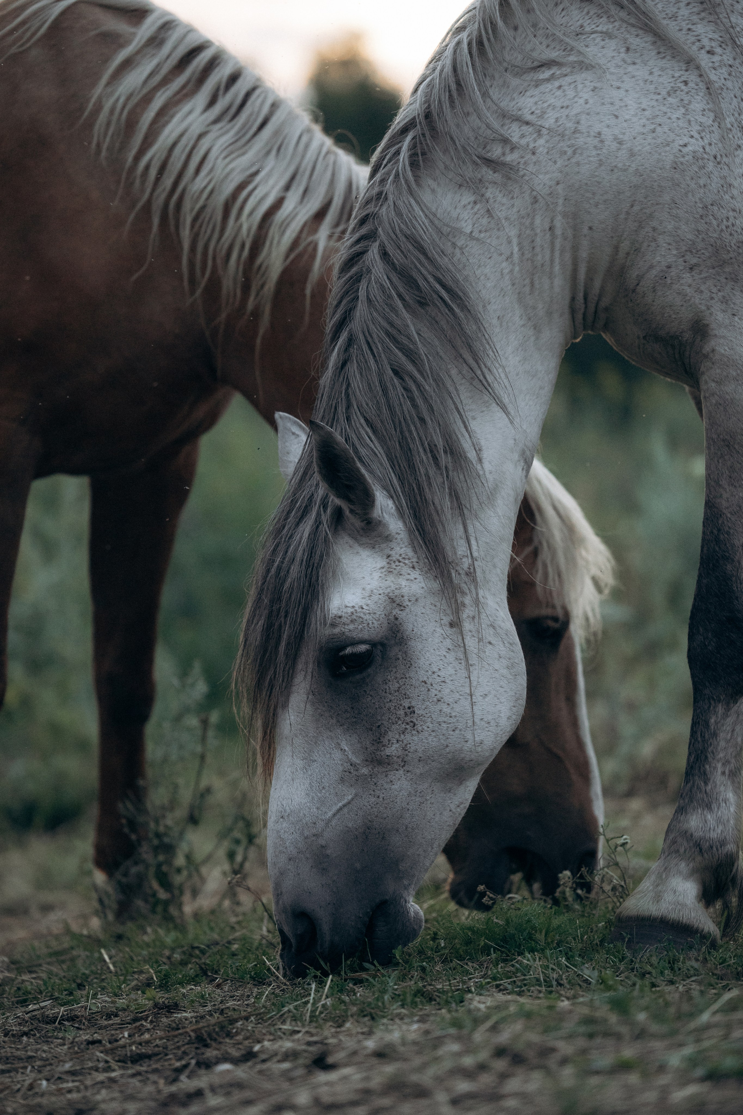 Лошади, не собаки, но нельзя не показать!. Фотограф анималист в Казани Алина Сулейманова. Фотограф животных