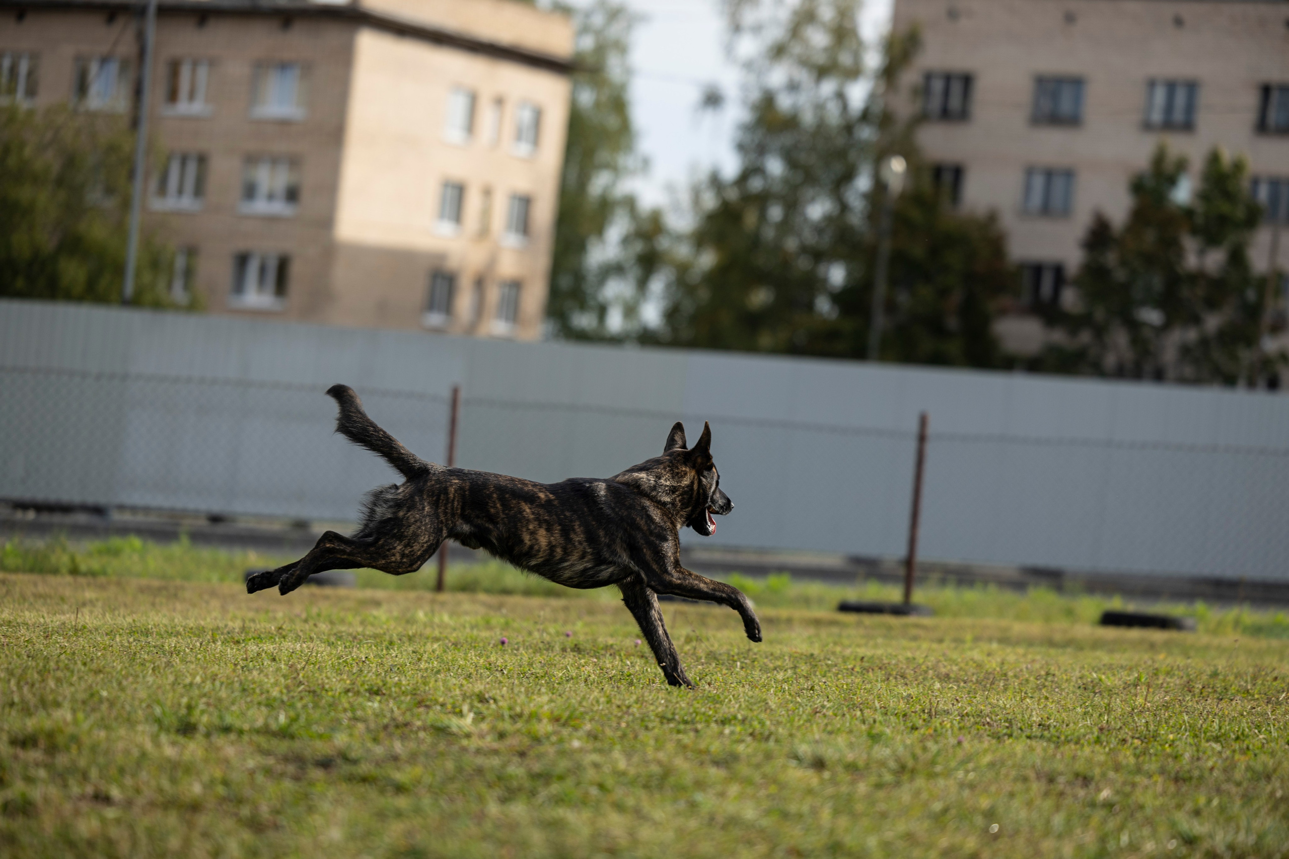 Испытания по Мондьорингу г. Пушкин. Фотограф-анималист Анна Маринич