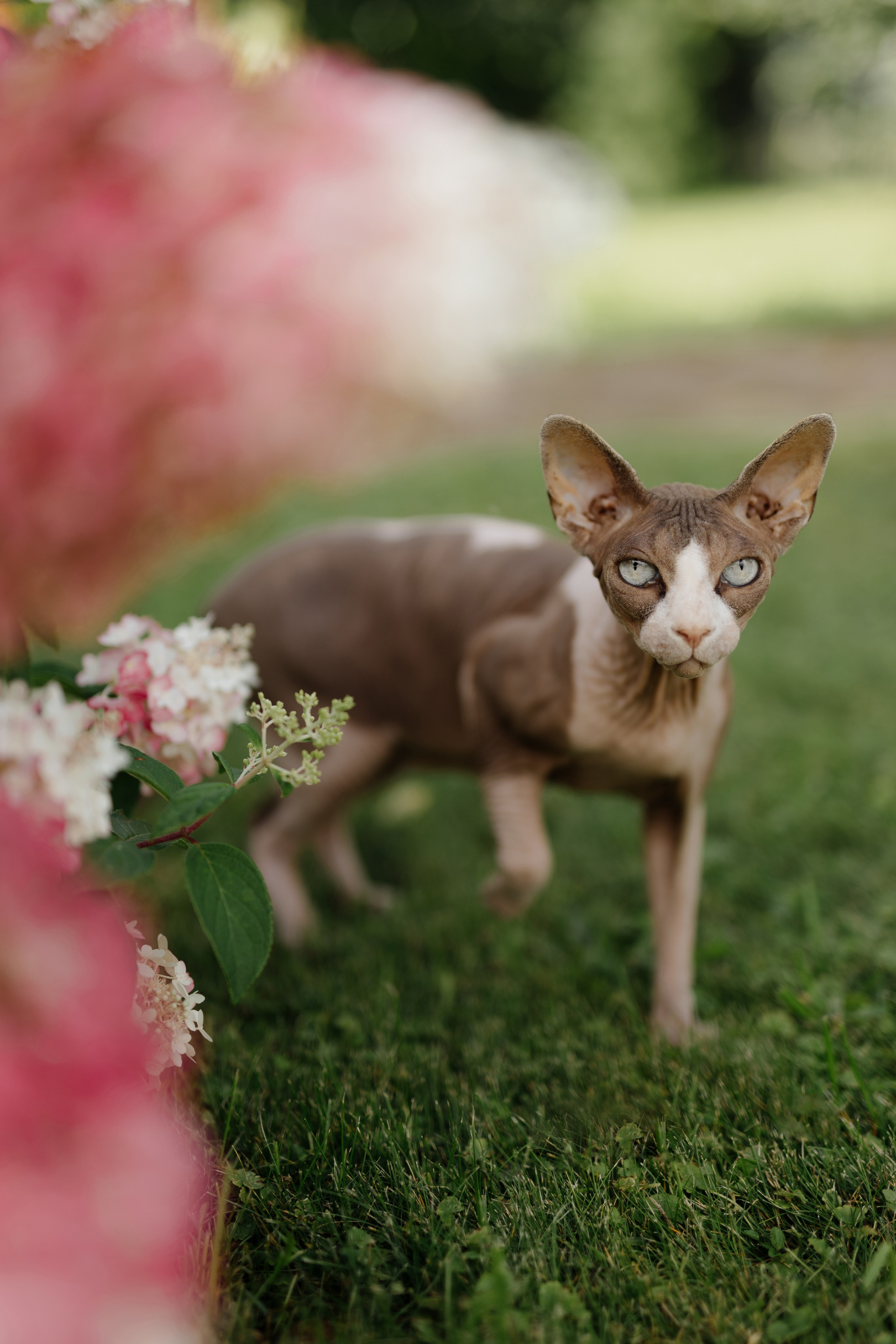 Свадьба Александра и Полины. Фотограф Кольчугино/Владимир/Москва Елизавета Иода