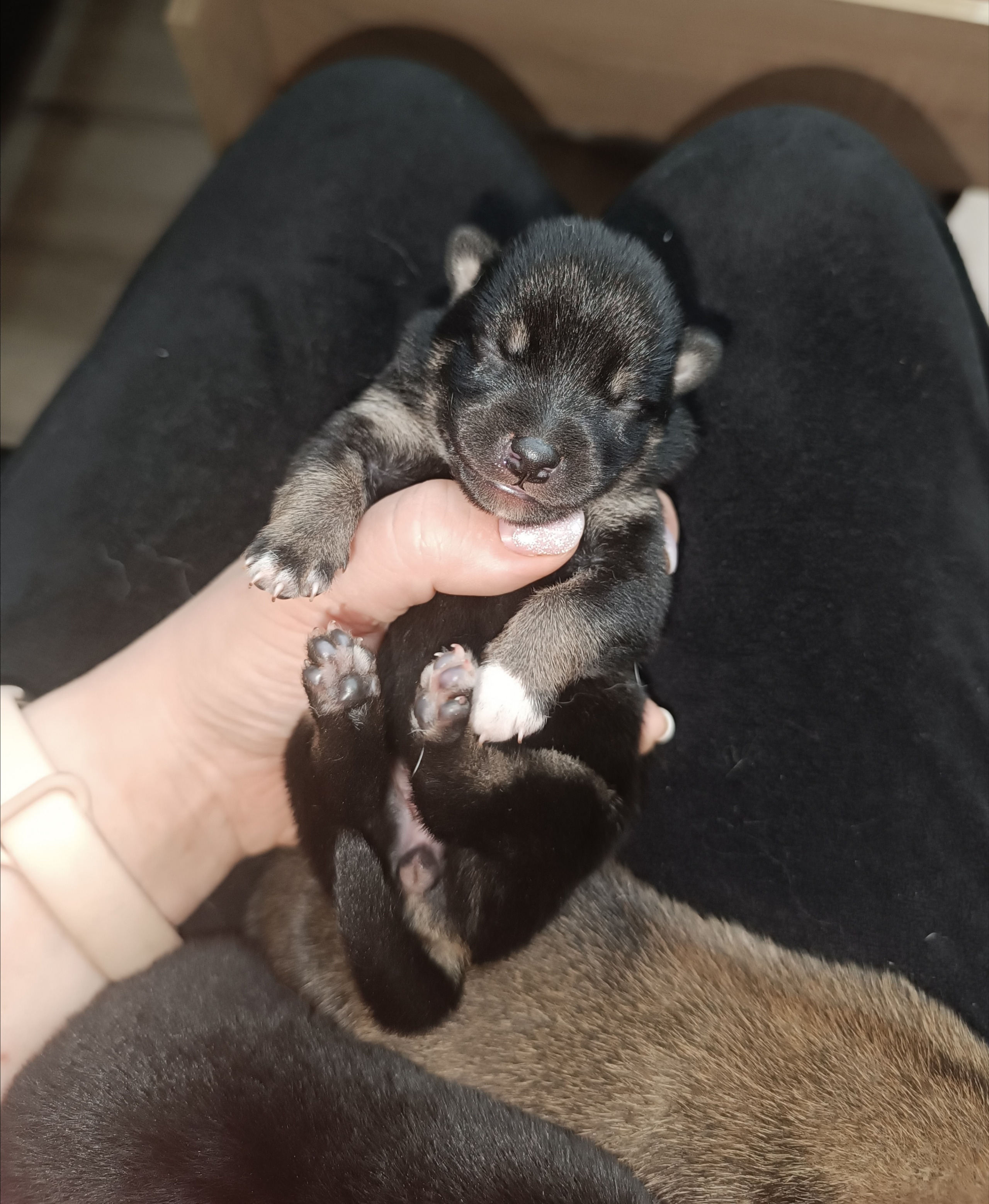 сиба питомник Рубилайт щенки на продажу rubylight  сиба щенки купить СПб Санкт-Петербург 