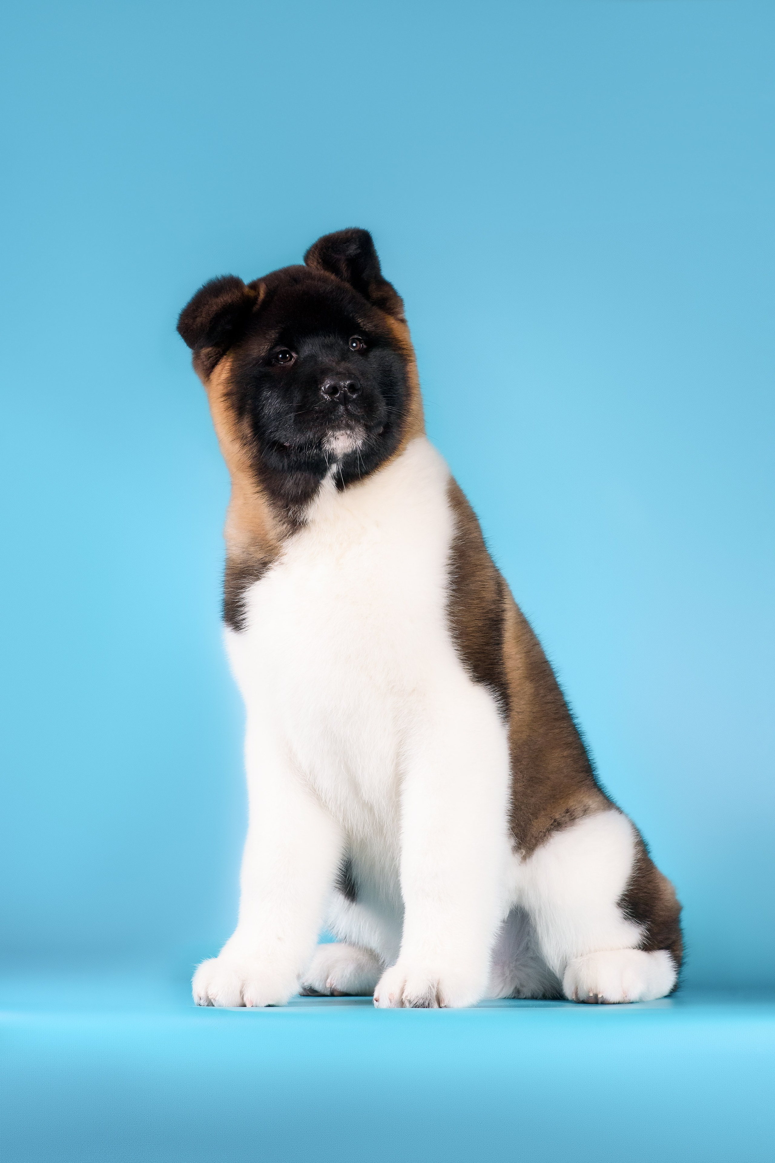 Илон и Оскар — 17.01.2025. Фотограф — Анималист | Анна Абрамова