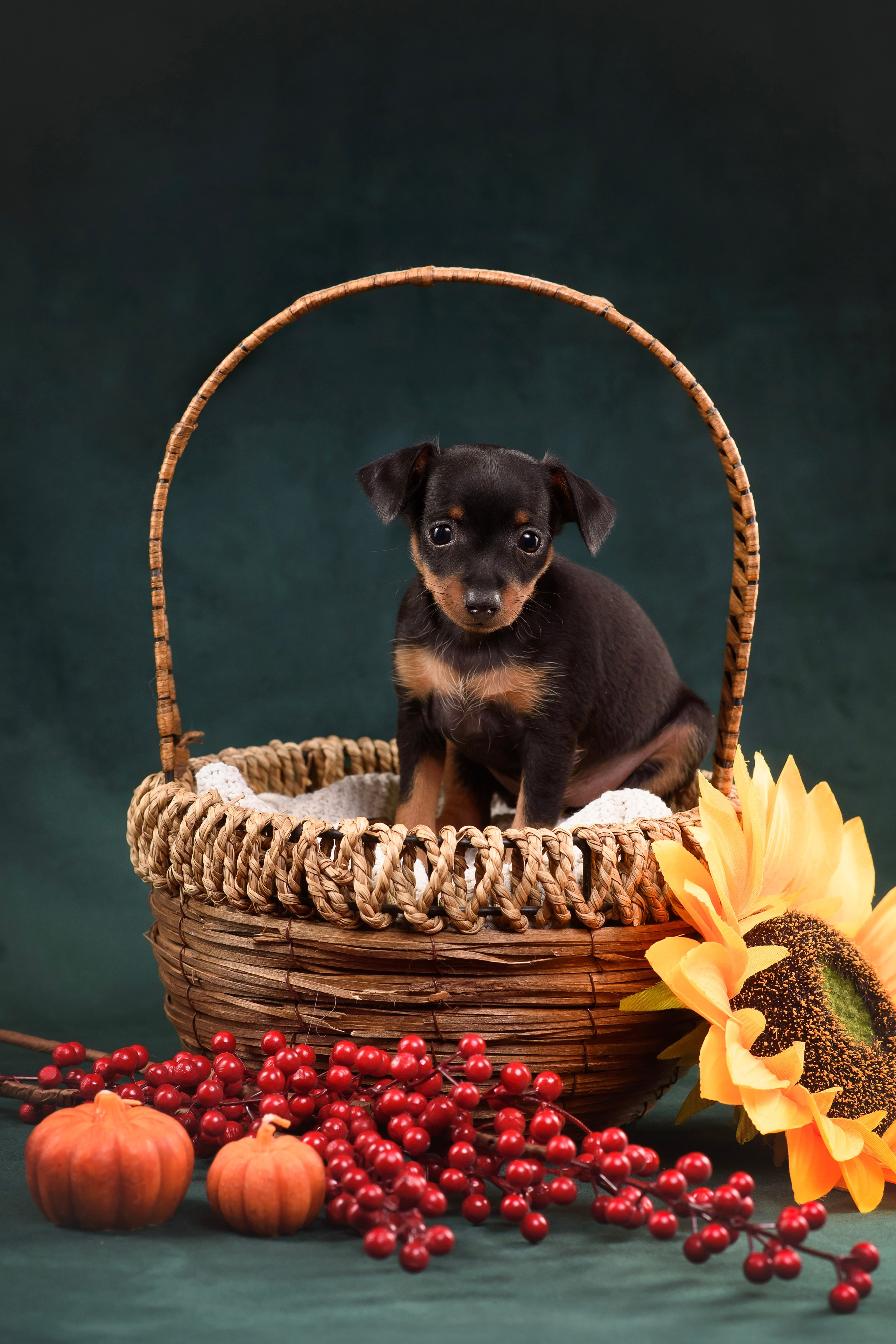 Щенки Пражского крысарика — 19.10.2025. Фотограф — Анималист | Анна Абрамова