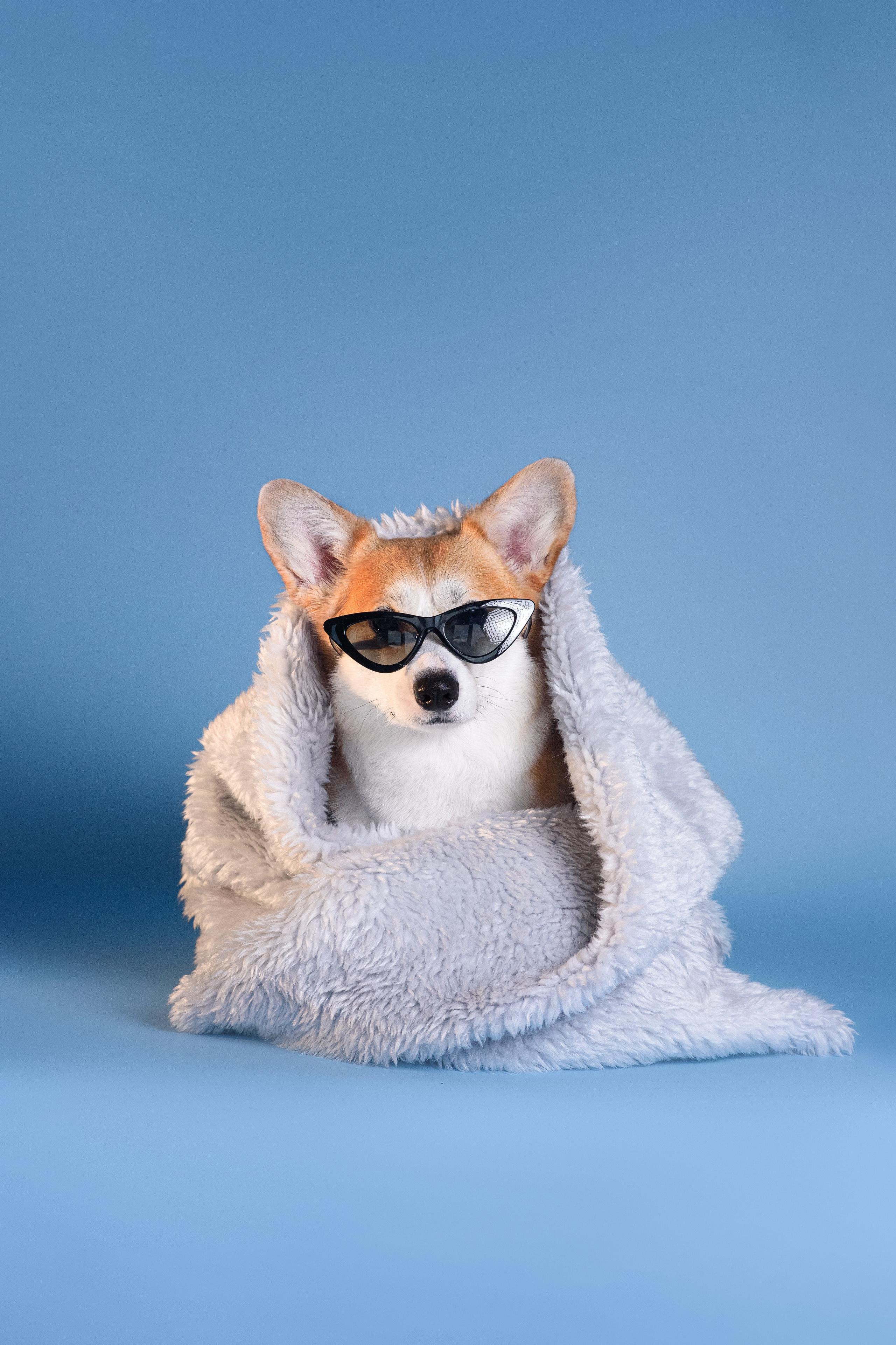 Лея съемка на однотонном фоне — 2024. Фотограф — Анималист | Анна Абрамова