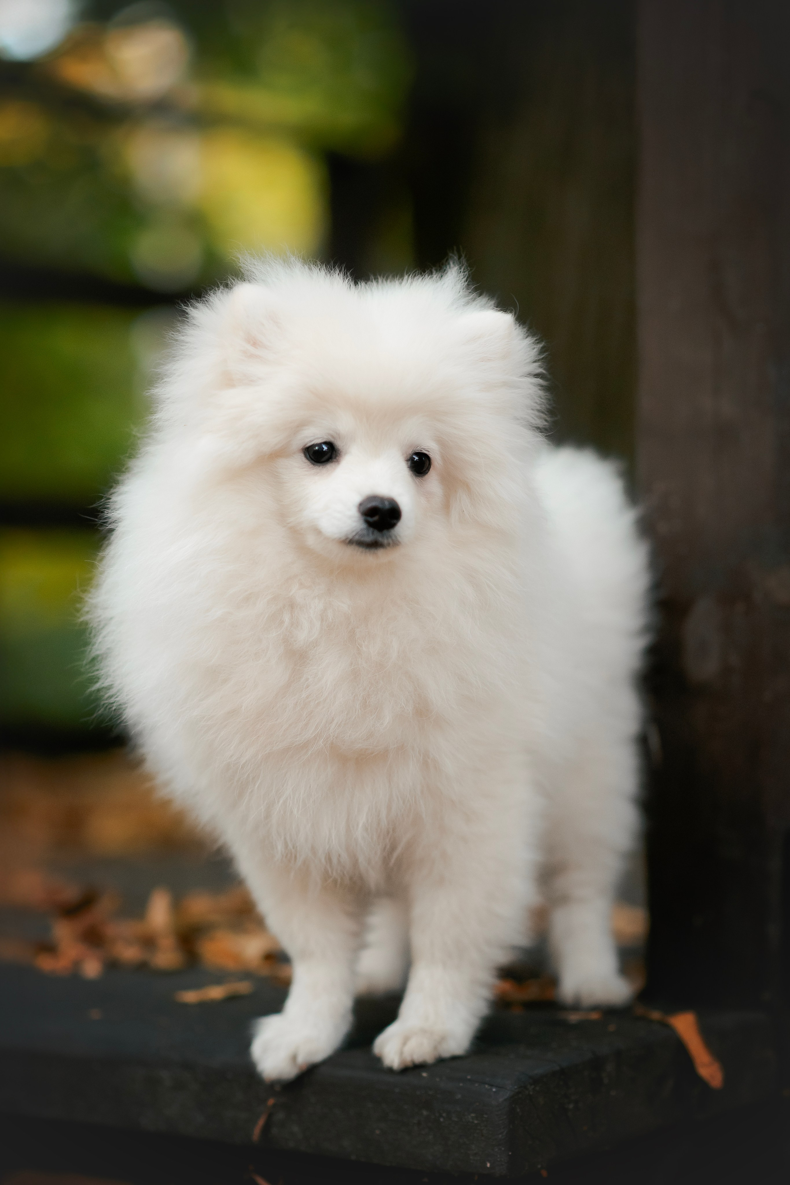 Малый немецкий шпиц — 18.09.2025. Фотограф — Анималист | Анна Абрамова