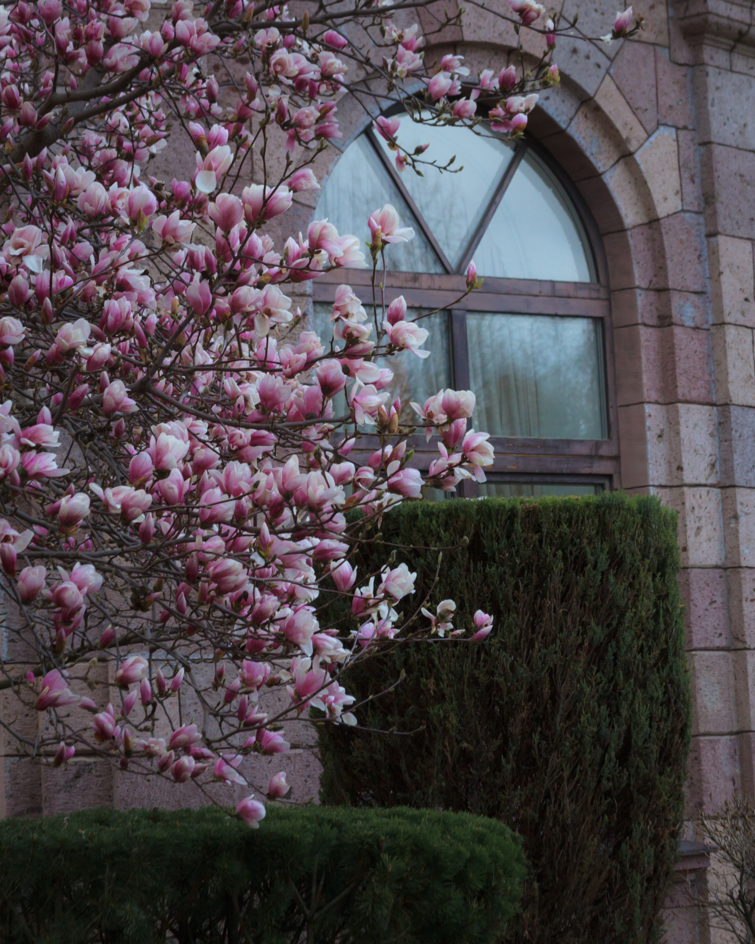 Цветение магнолии в Ессентуках