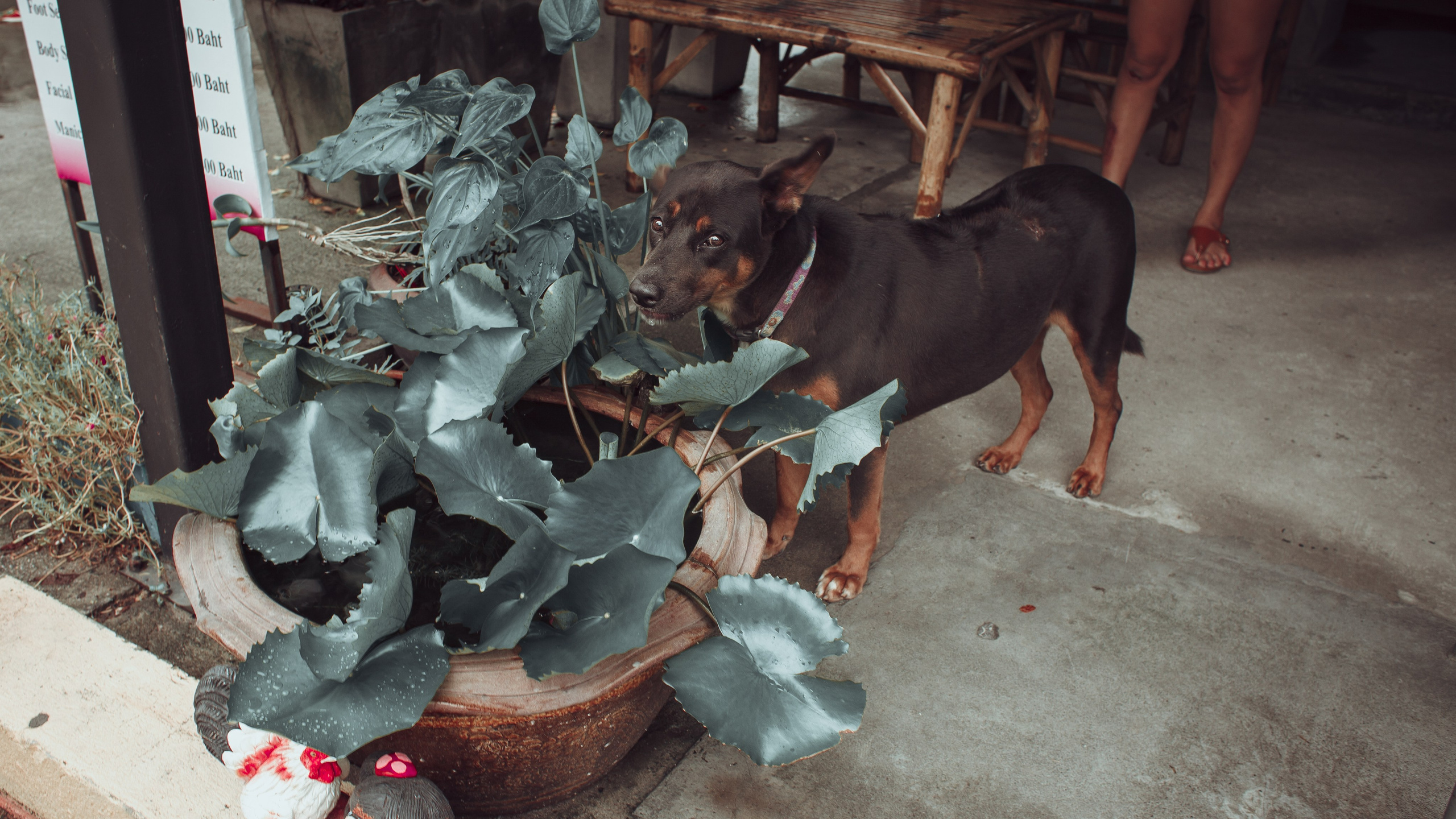 Самуи Собачий остров. Ню Фотограф Александр Касымов Москва, фотосессии, Химки фотограф