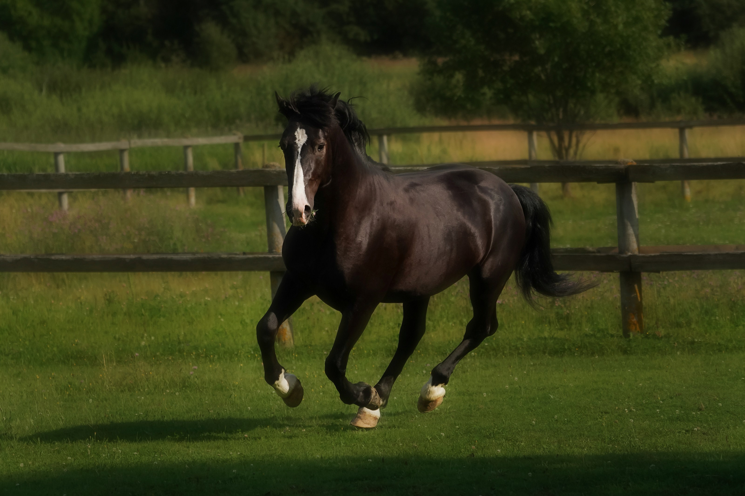 КСК Славино. Фотограф-анималист, портретный фотограф в Чебоксарах Мария Садыкова