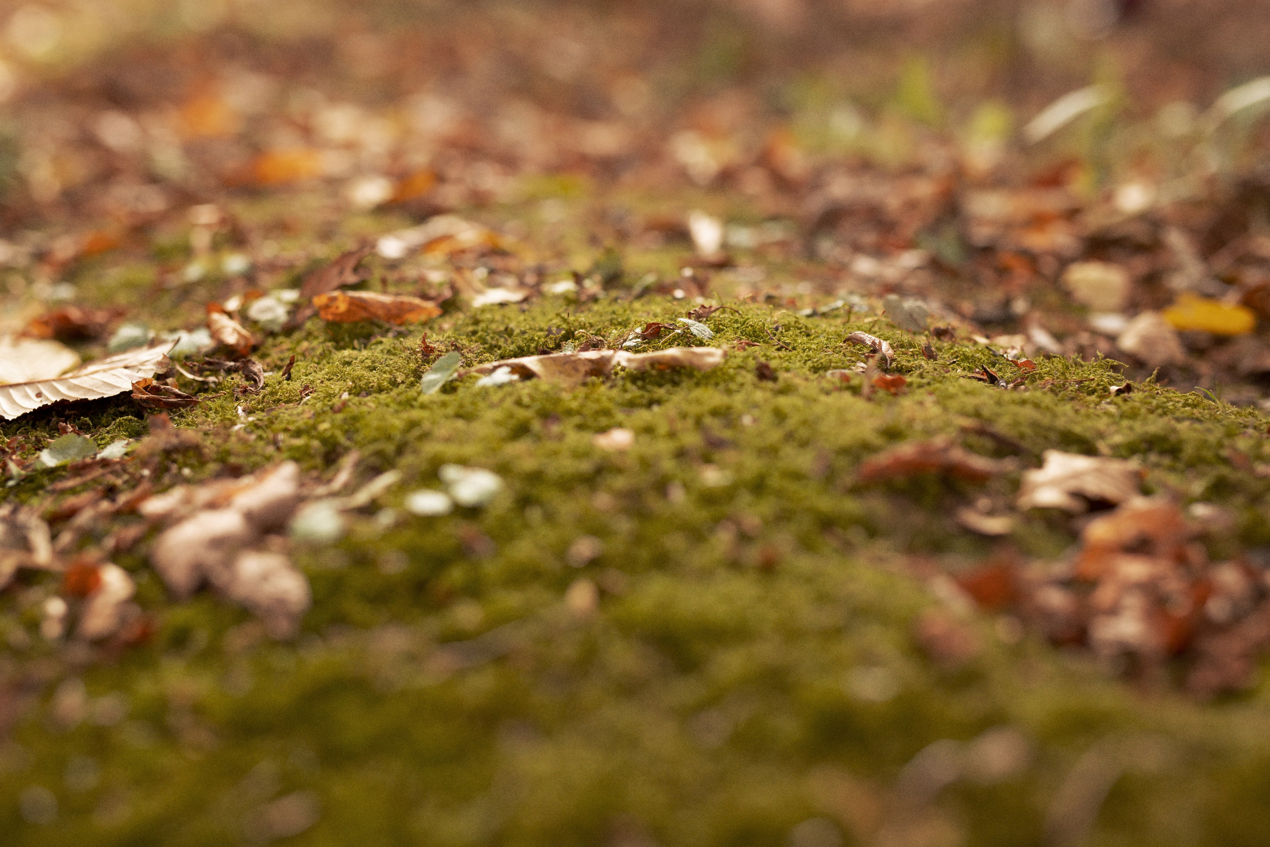 Природа. Команда фотографов Кристины Ивановой