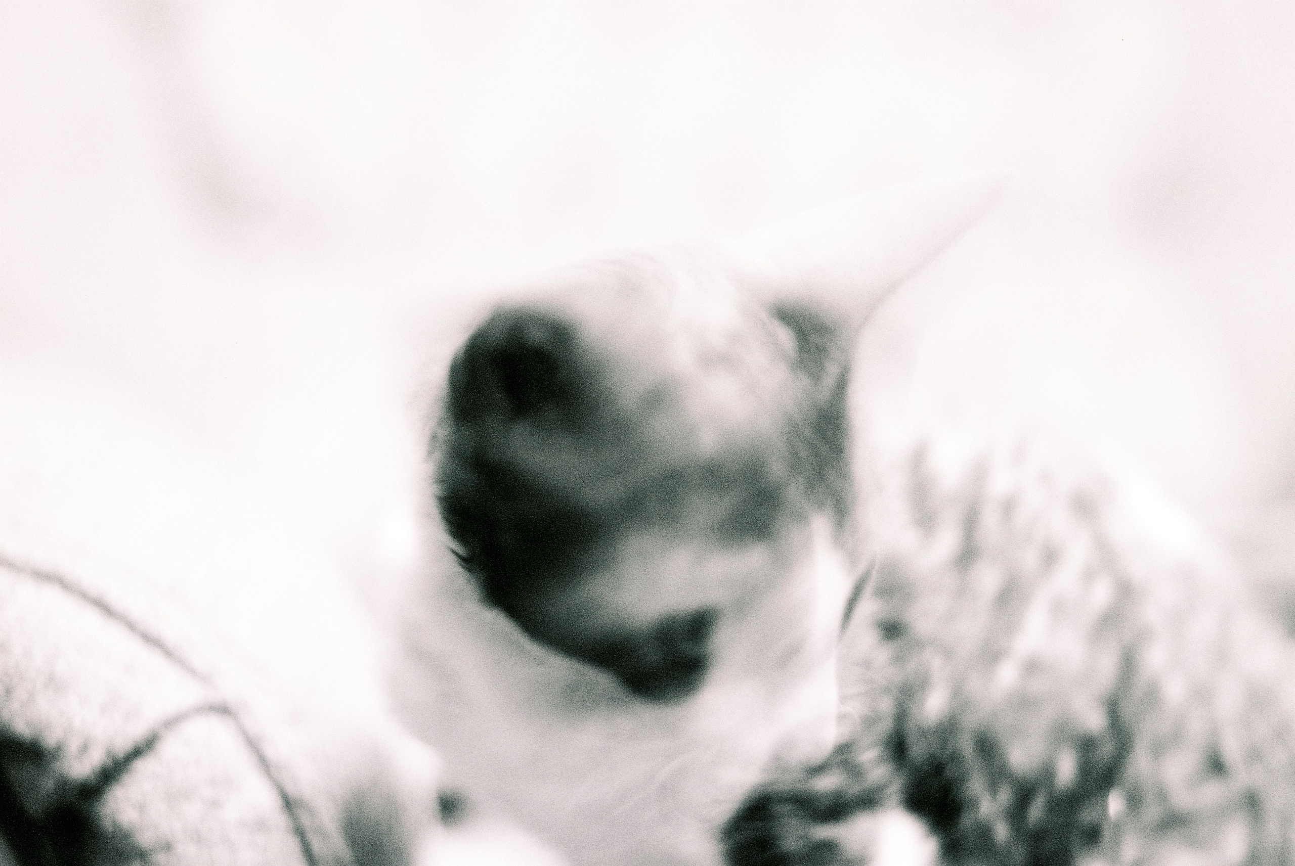 Film. Ruslan UI Dev Page