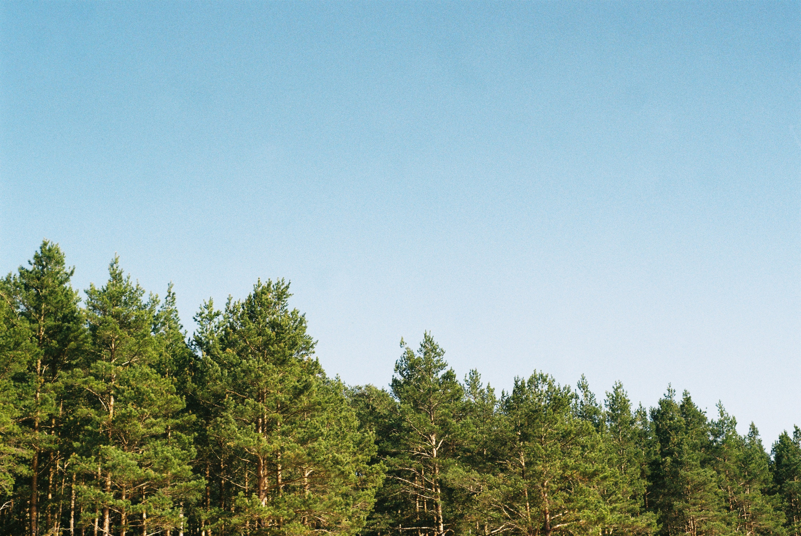 Film. Ruslan UI Dev Page