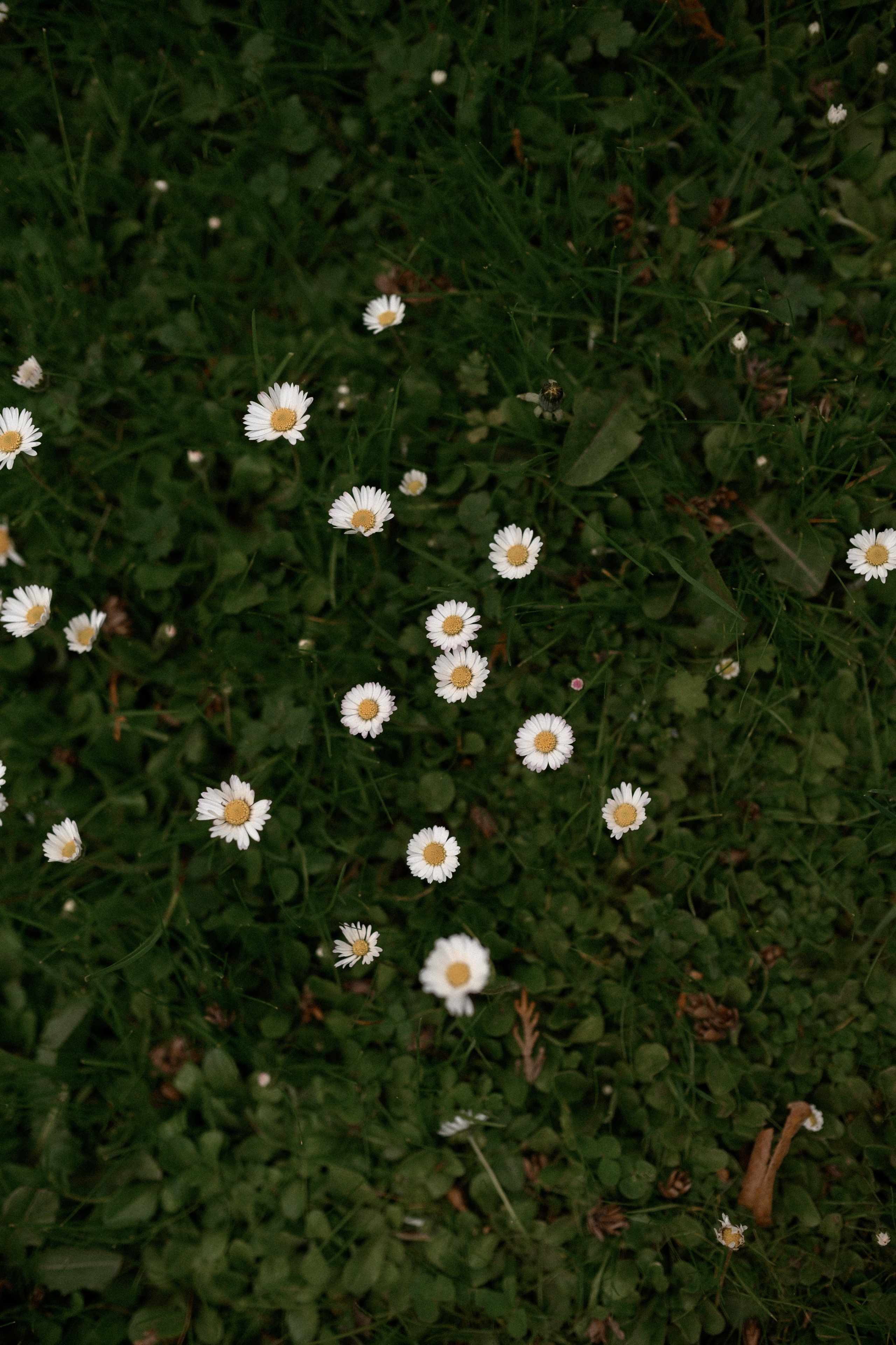 Даня, Лида и Эмма. Прогулка по усадьбе. Семейный и свадебный lifestyle-фотограф в Москве Мария Петрова