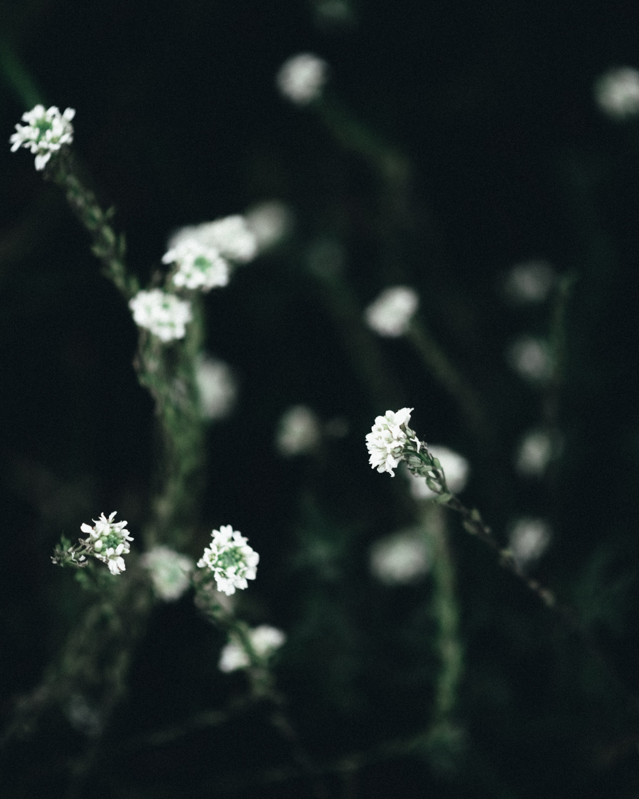 Фотосессия в Ильинском