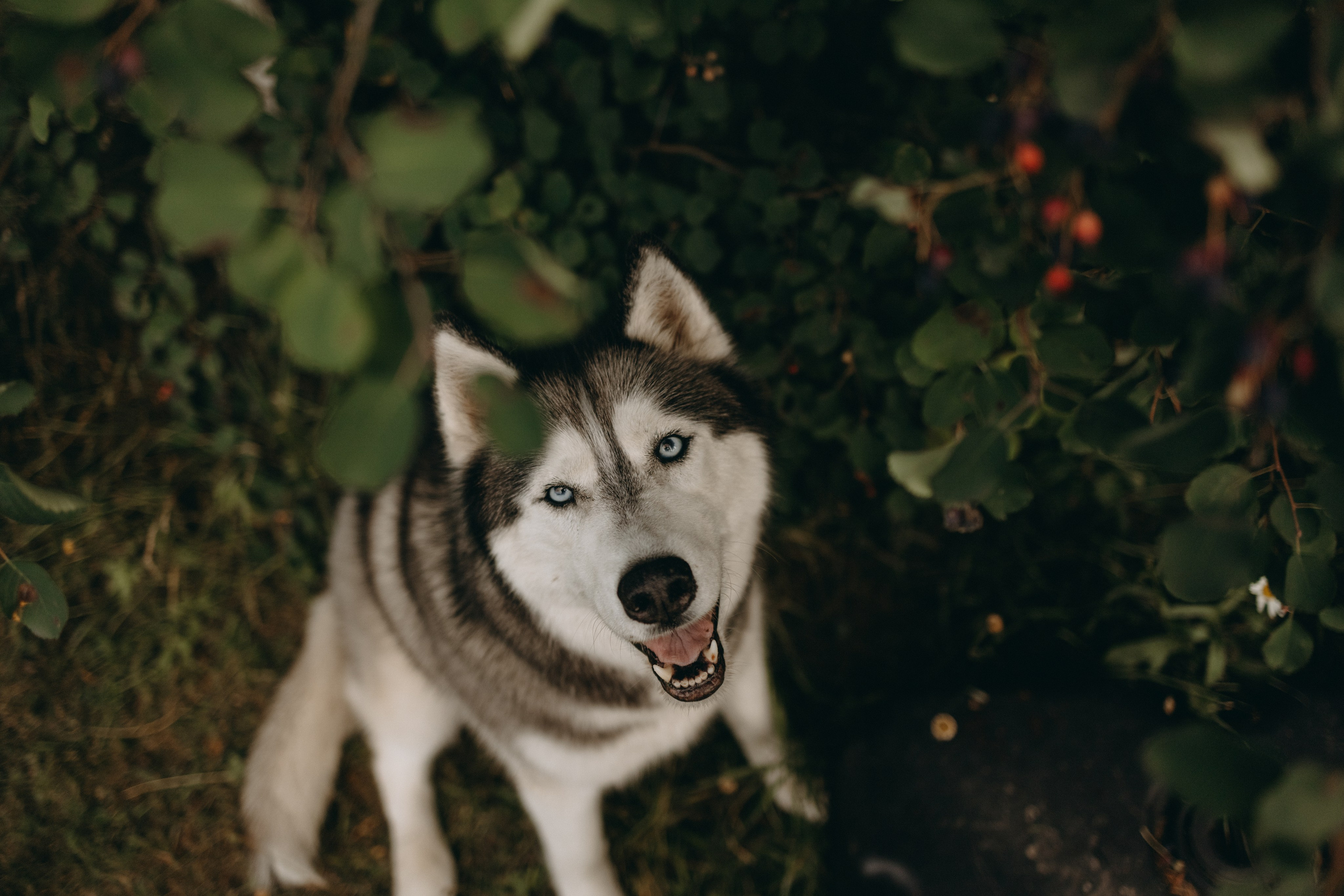 Дом у реки. Фотограф — Анималист | Санкт-Петербург