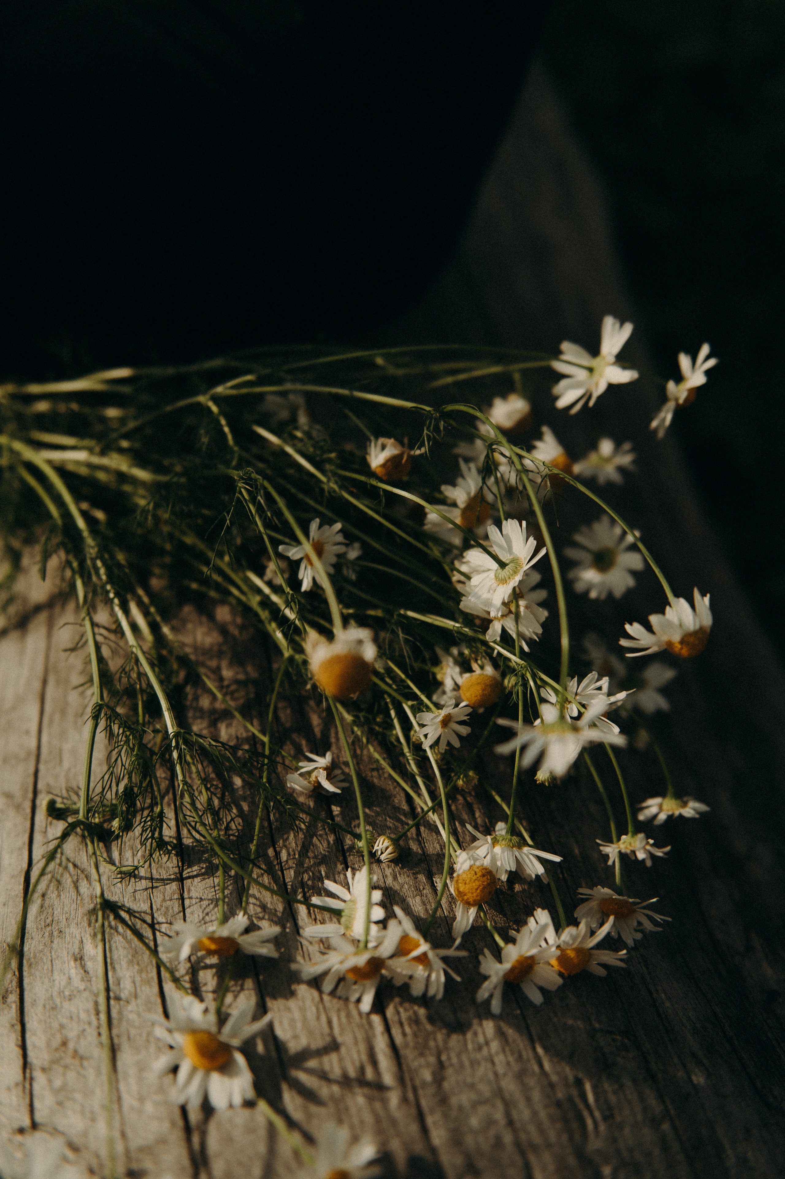 Семейные фотографии. Фотограф в Барнауле Дарья Бутурлакина. Люби.Цени.Касайся