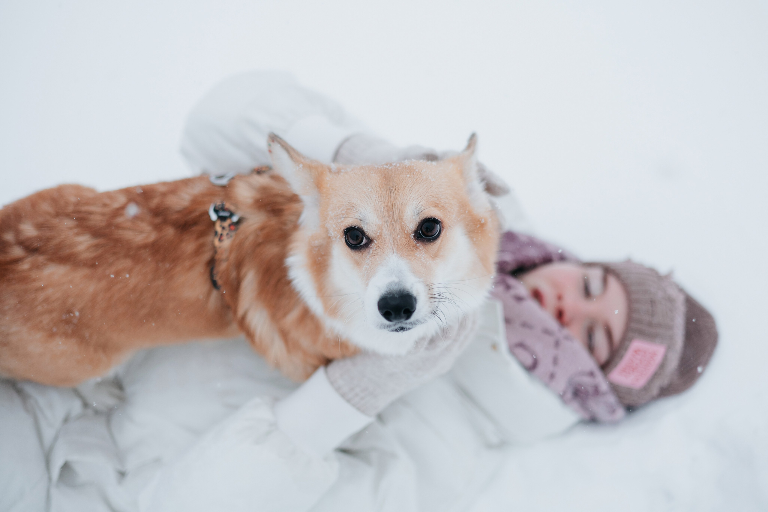 Лена, Лиза и Мия. Фотограф — анималист Владивосток, Алина