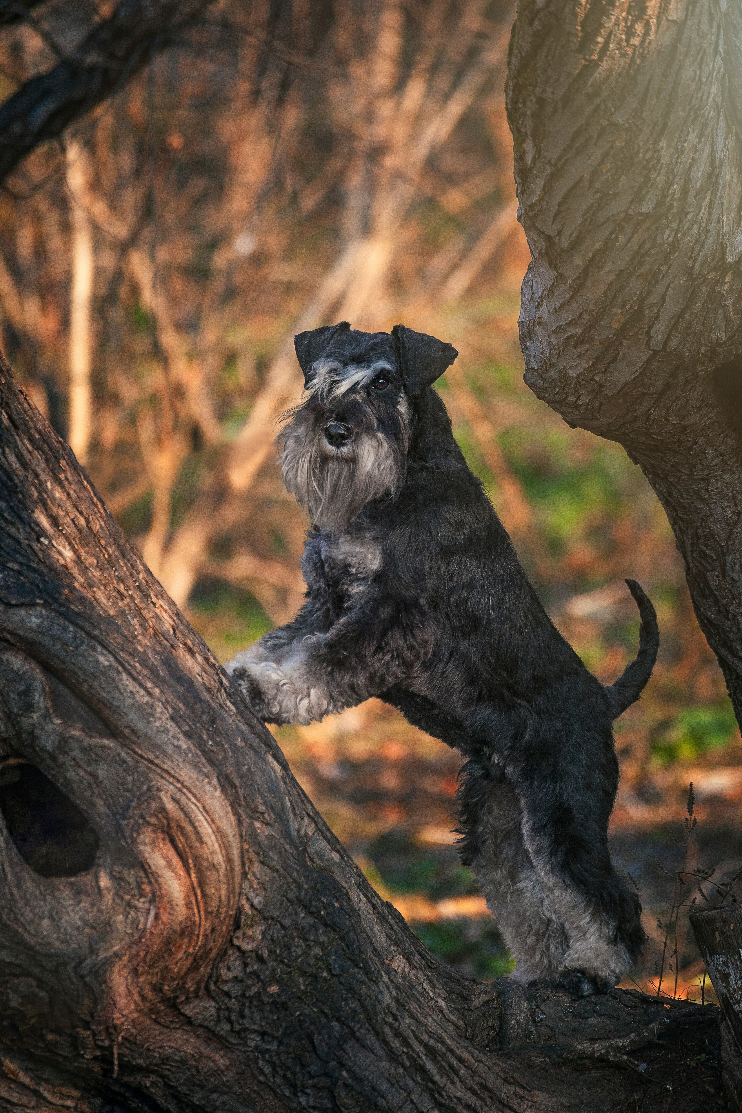 Собаки на улице. Slavilada-Лапки. Свет. Любовь… Профессиональная фотосессия питомцев Для памяти, пристройства и продажи. Хабаровск