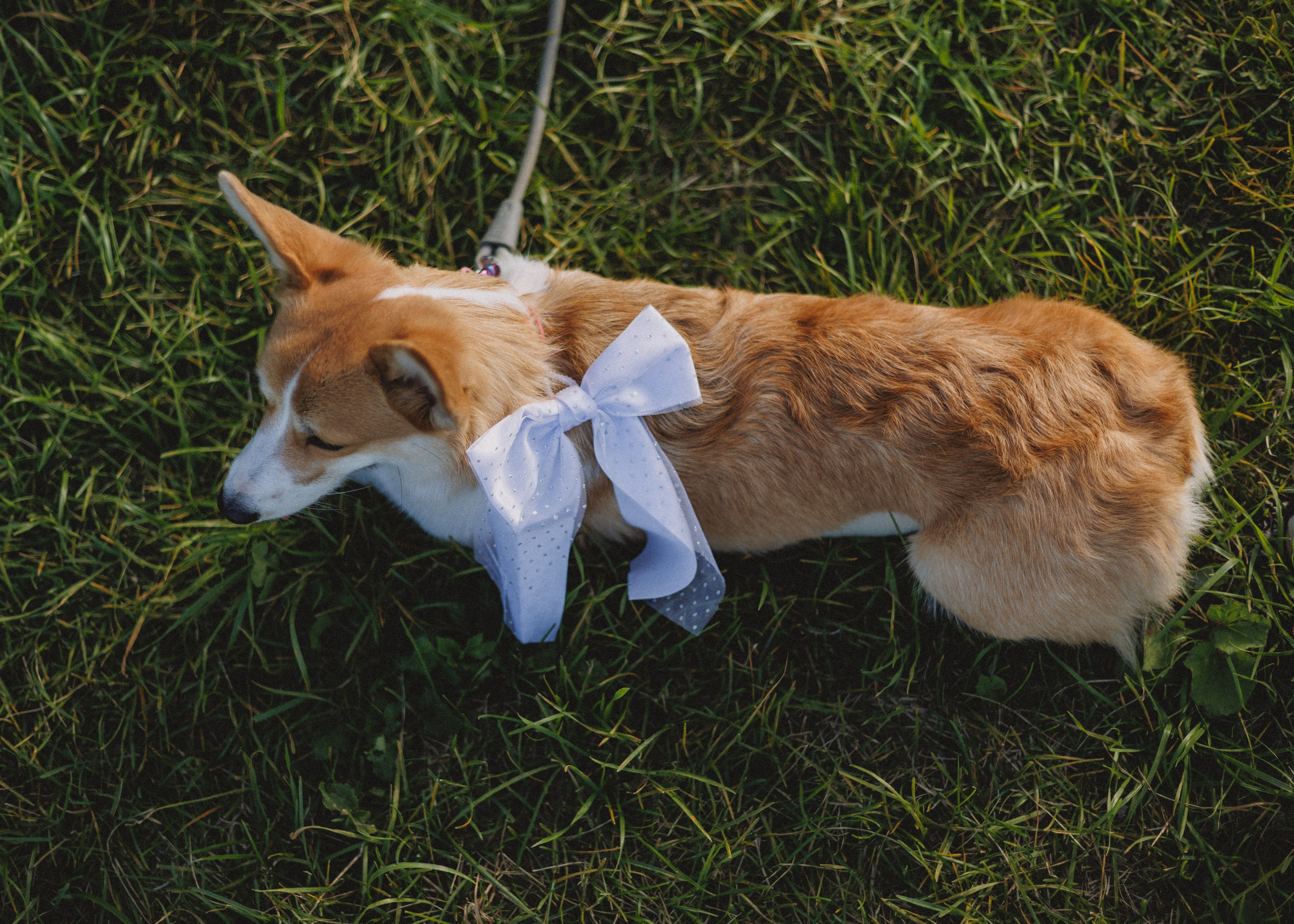 RUSSTYLE. Свадебный фотограф Владислав Адышкин