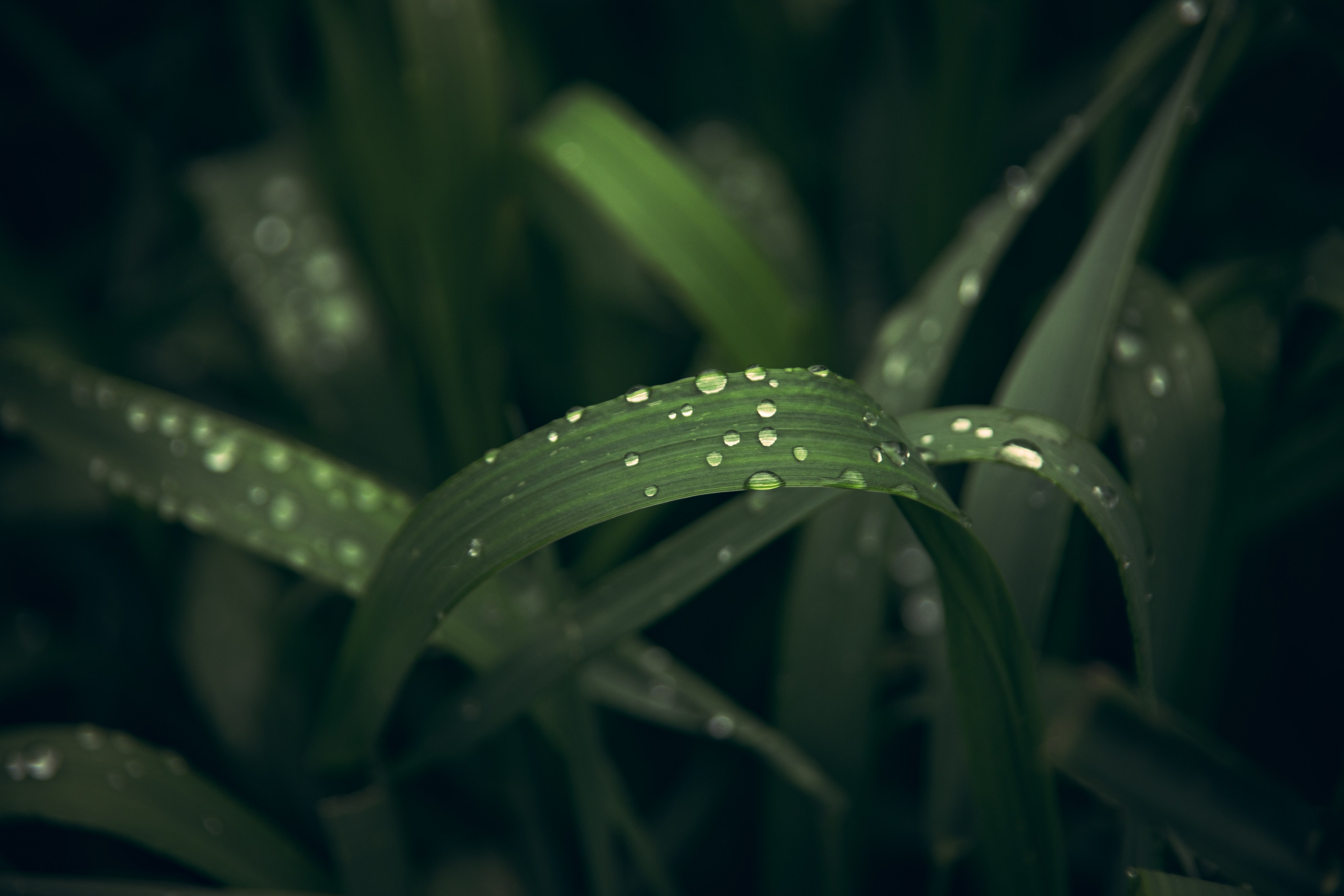 Природа. Darinishna Фэнтези-фотограф Хабаровск