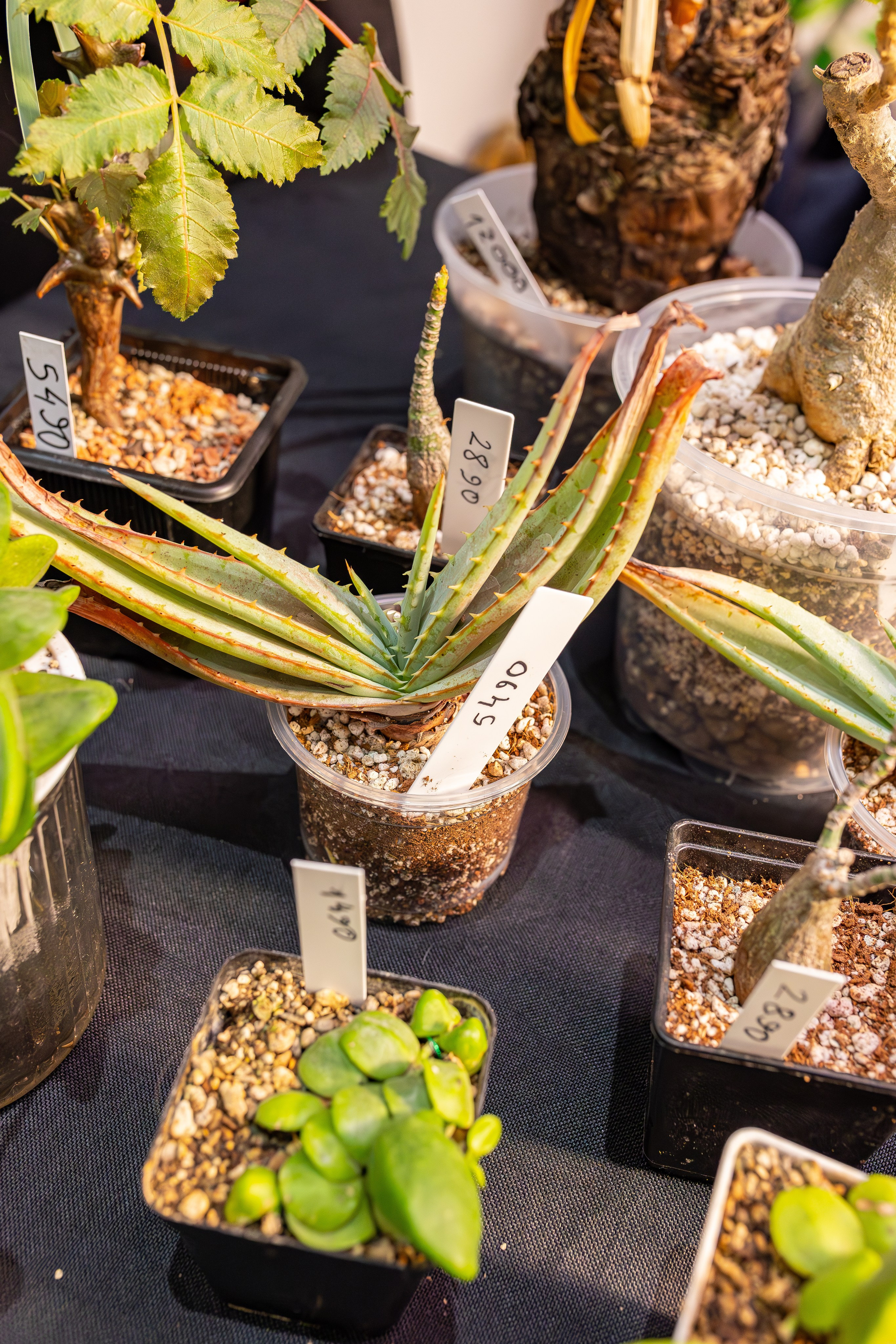 Монстериум апрель 2026. Александра Куликова фотограф, Москва