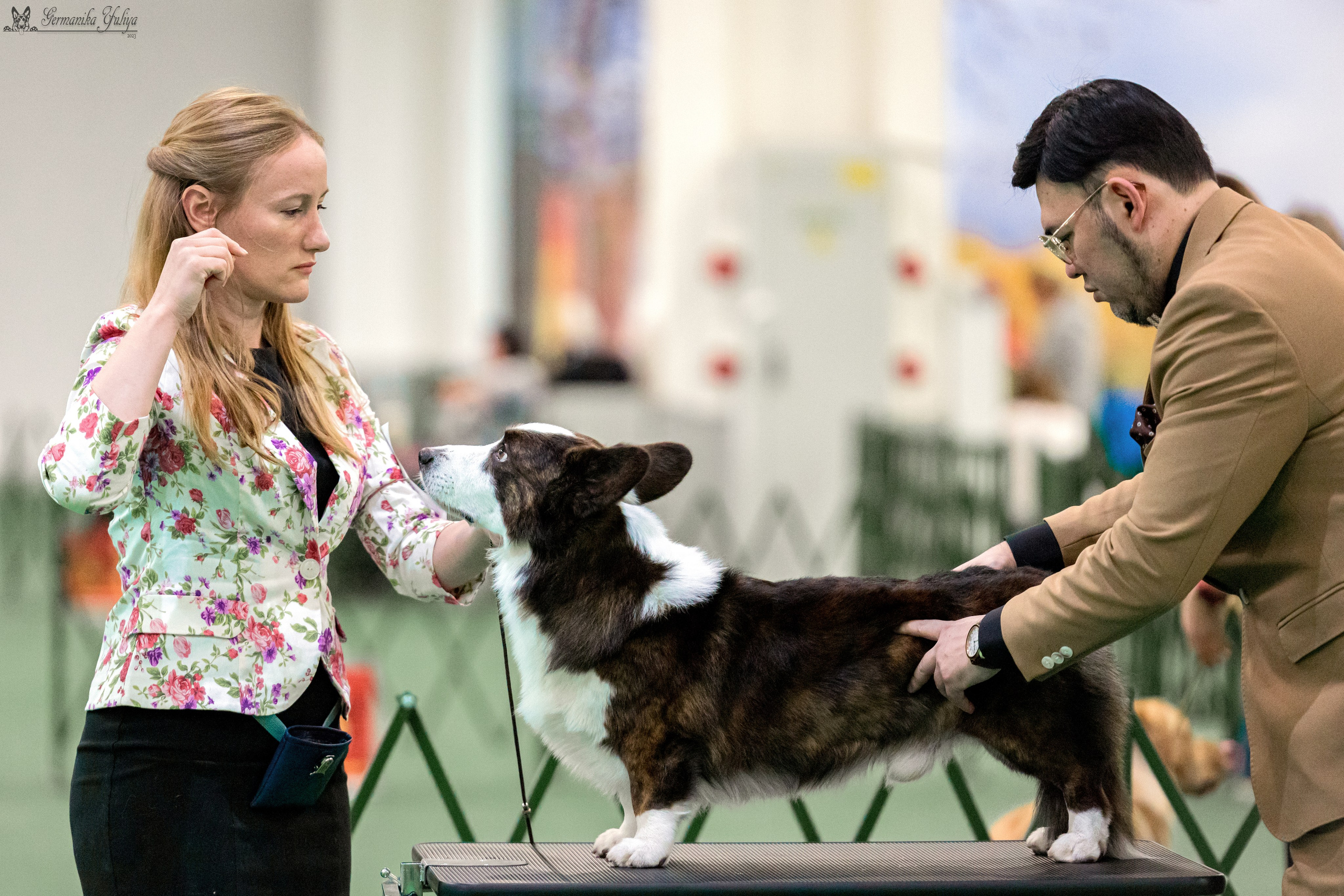 Сфера 29.10,Крокус 4.11,Сфера 12.11.2023. Фотограф-анималист Юлия Германика