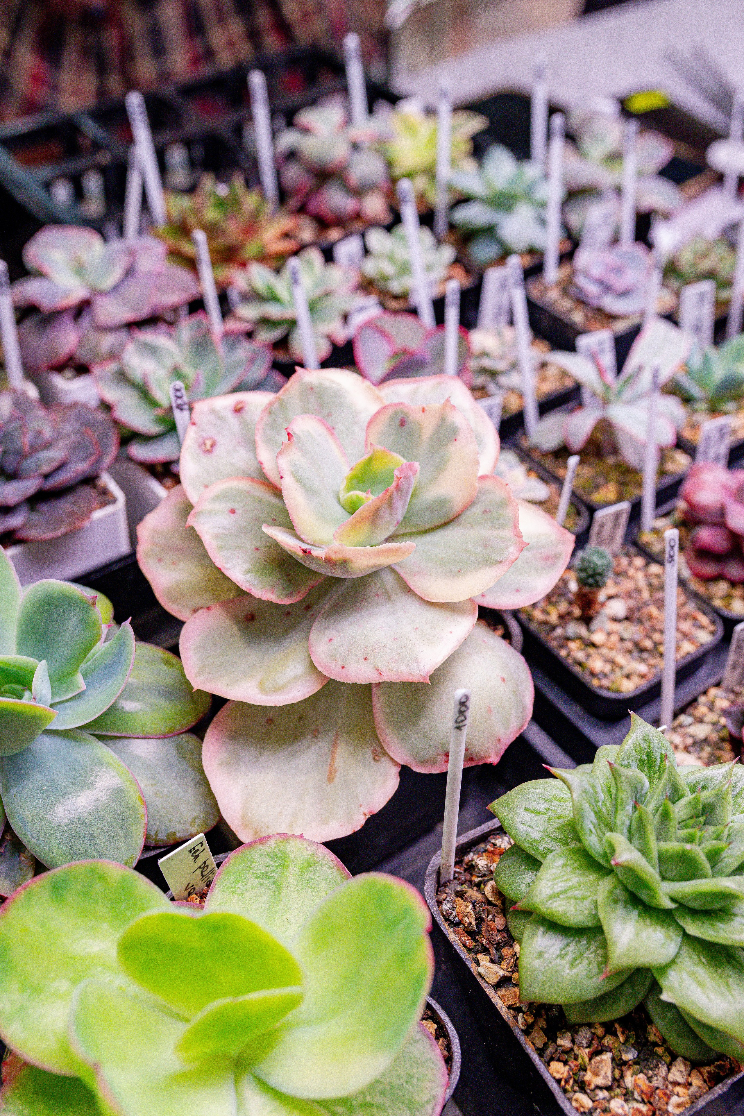 Growbox 1–2 марта. Александра Куликова фотограф, Москва