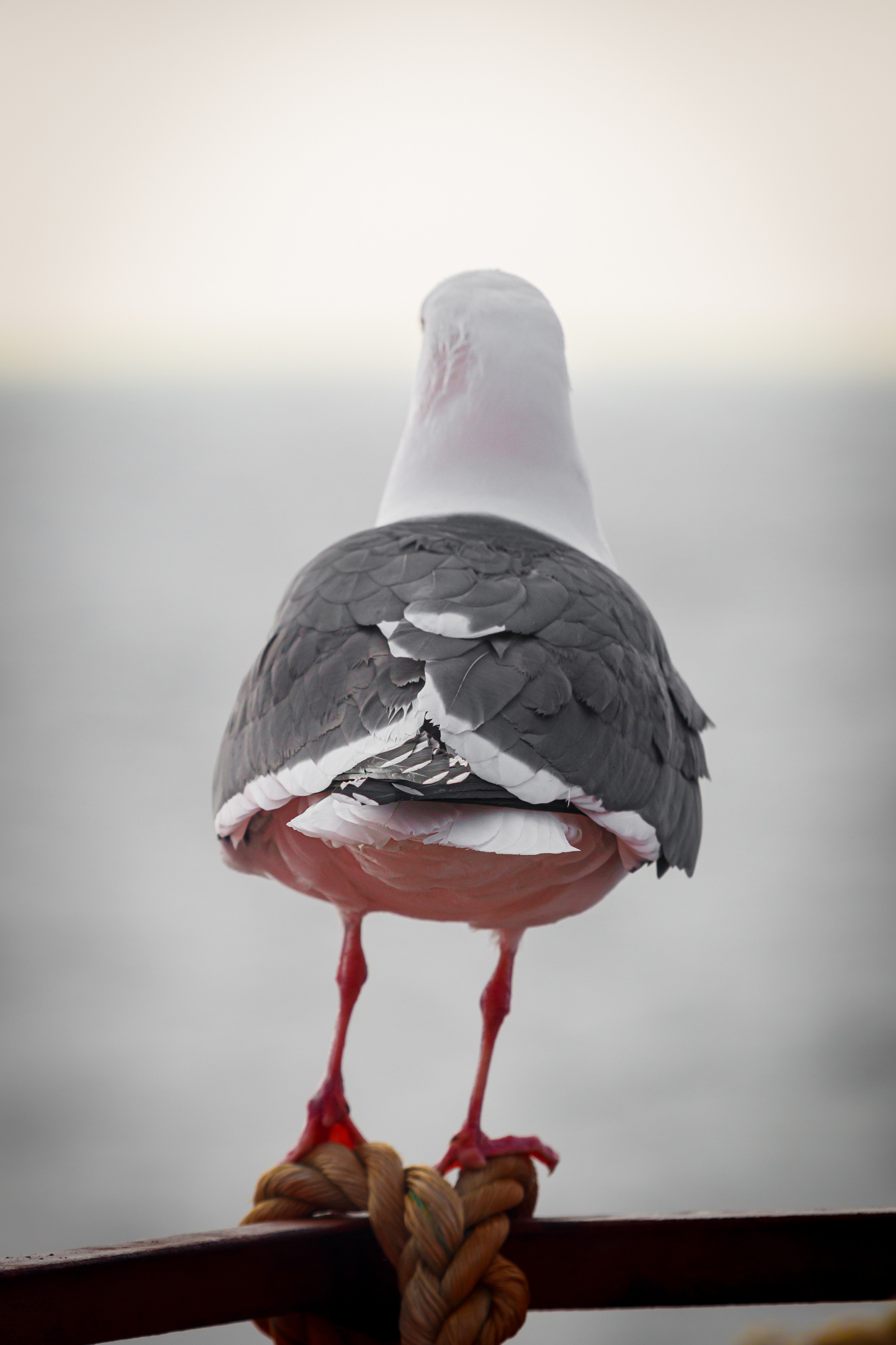 Репортаж из Тихого океана. Марк Шишкин — репортажный фотограф в Воронеже и России