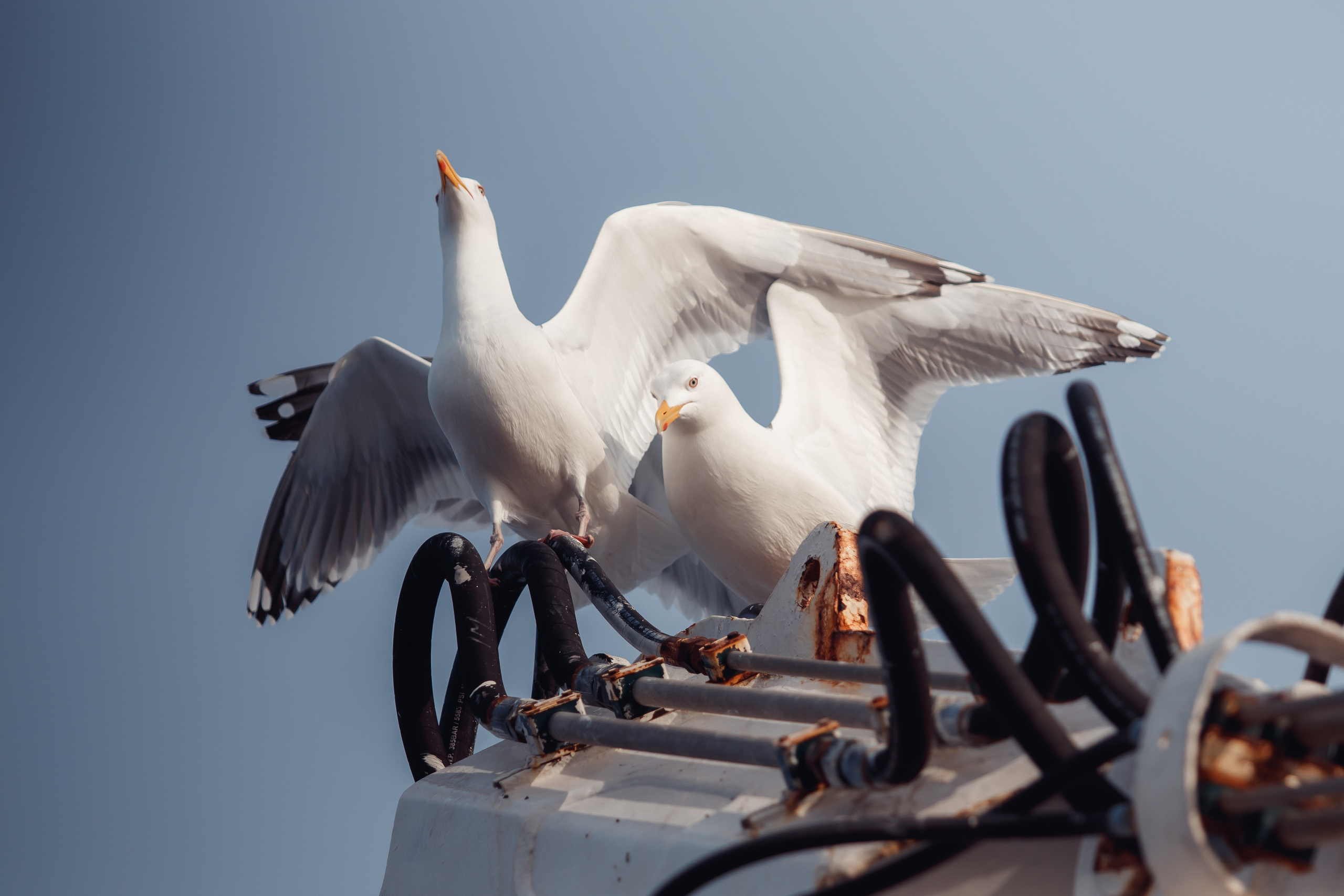 Репортаж из Тихого океана. Марк Шишкин — репортажный фотограф в Воронеже и России