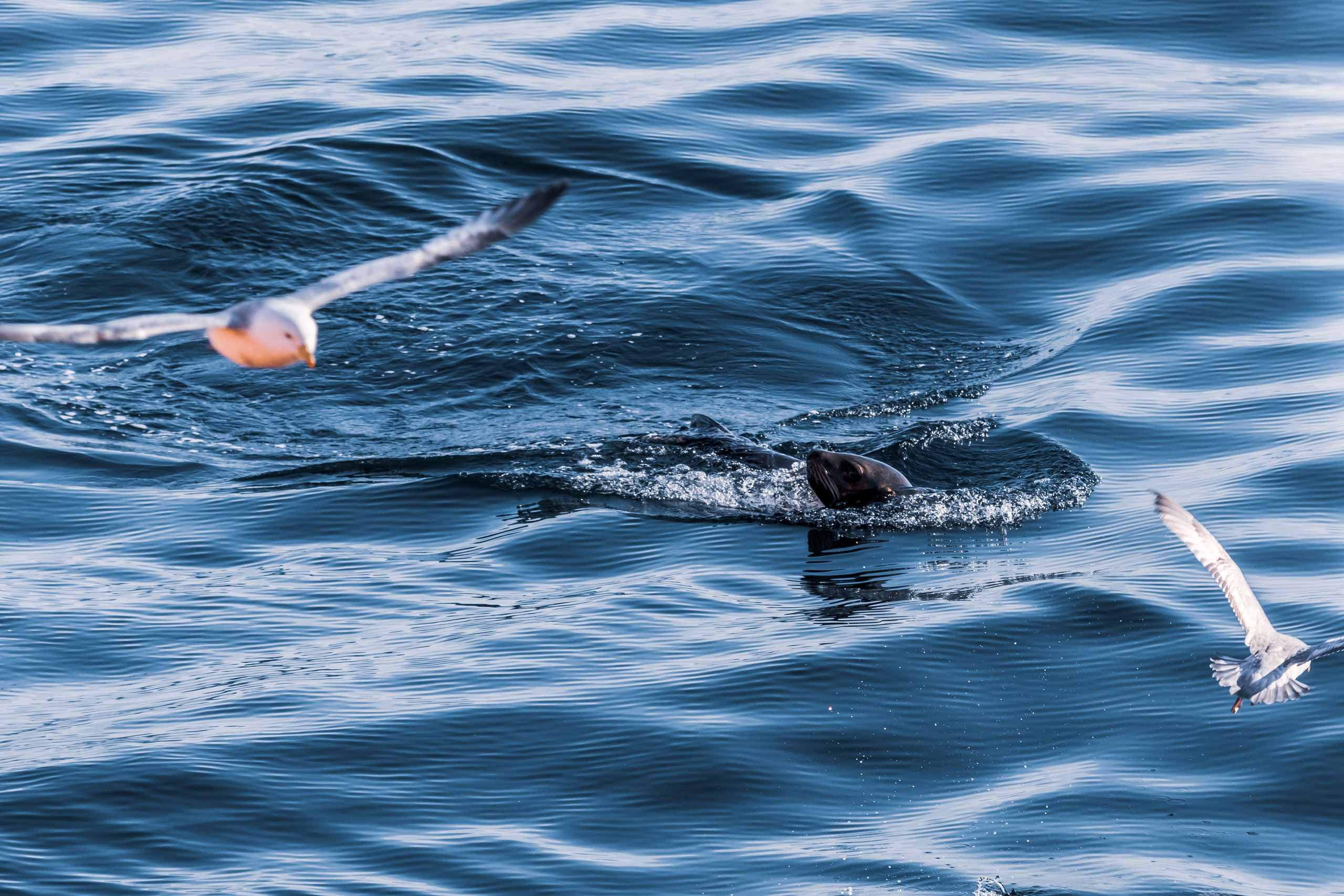 Репортаж из Тихого океана. Марк Шишкин — репортажный фотограф в Воронеже и России