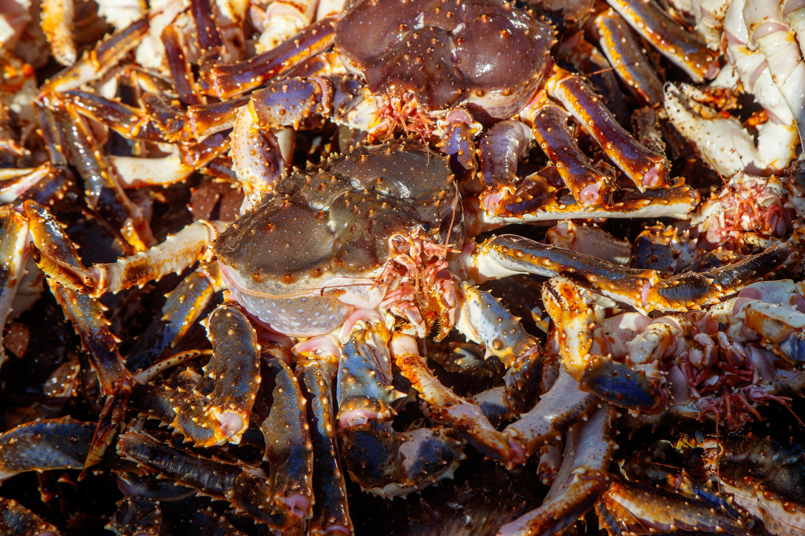 Репортаж в зимнем Беринговом море. Марк Шишкин — репортажный фотограф в Воронеже и России