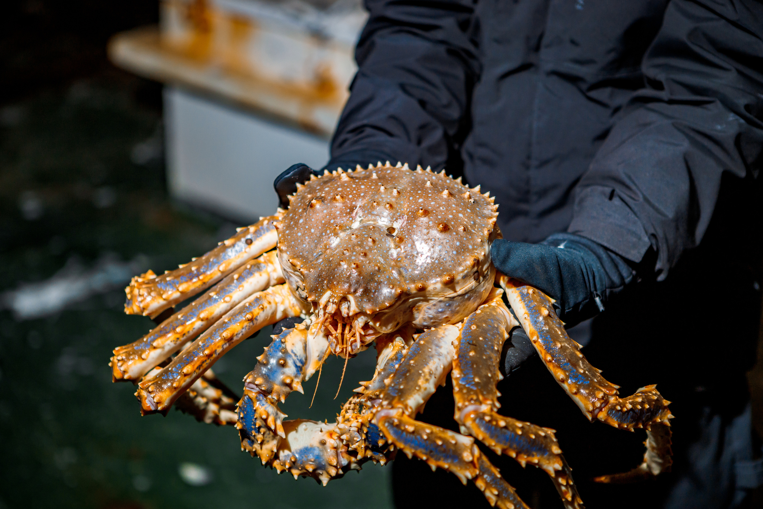 Репортаж из Тихого океана. Марк Шишкин — репортажный фотограф в Воронеже и России
